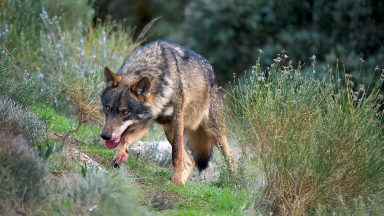 CCAA intentan avalar la caza del lobo ibérico ignorando la ciencia