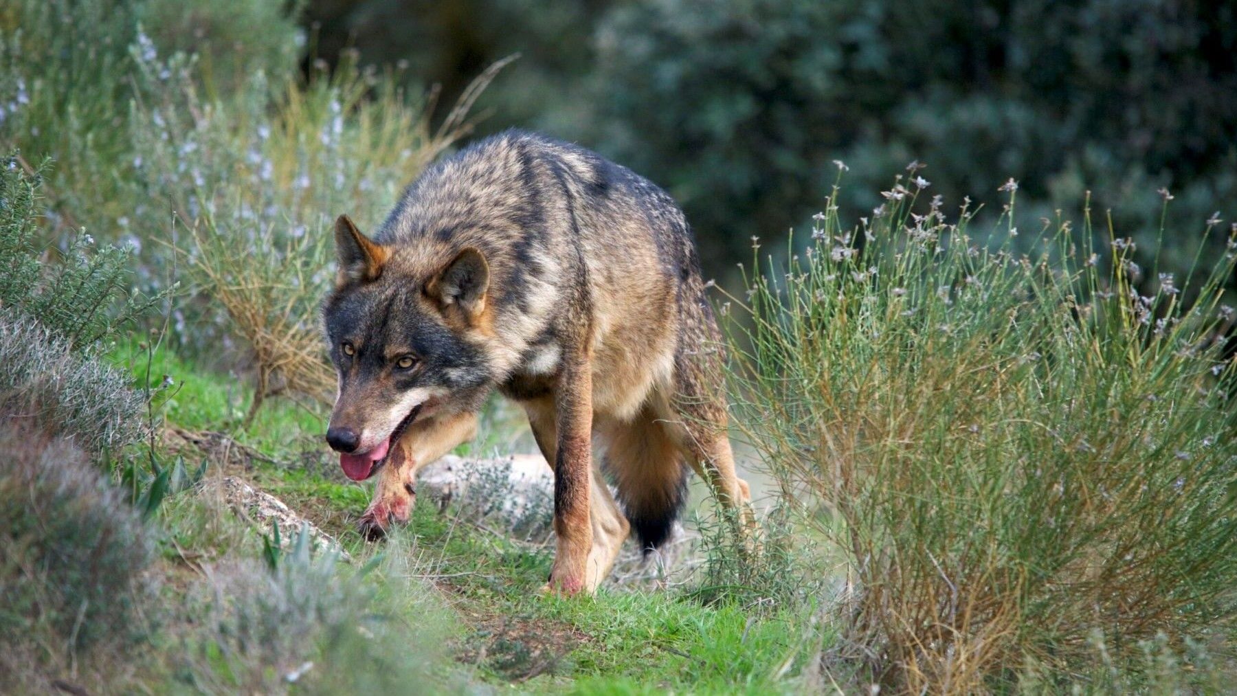 CCAA intentan avalar la caza del lobo ibérico ignorando la ciencia