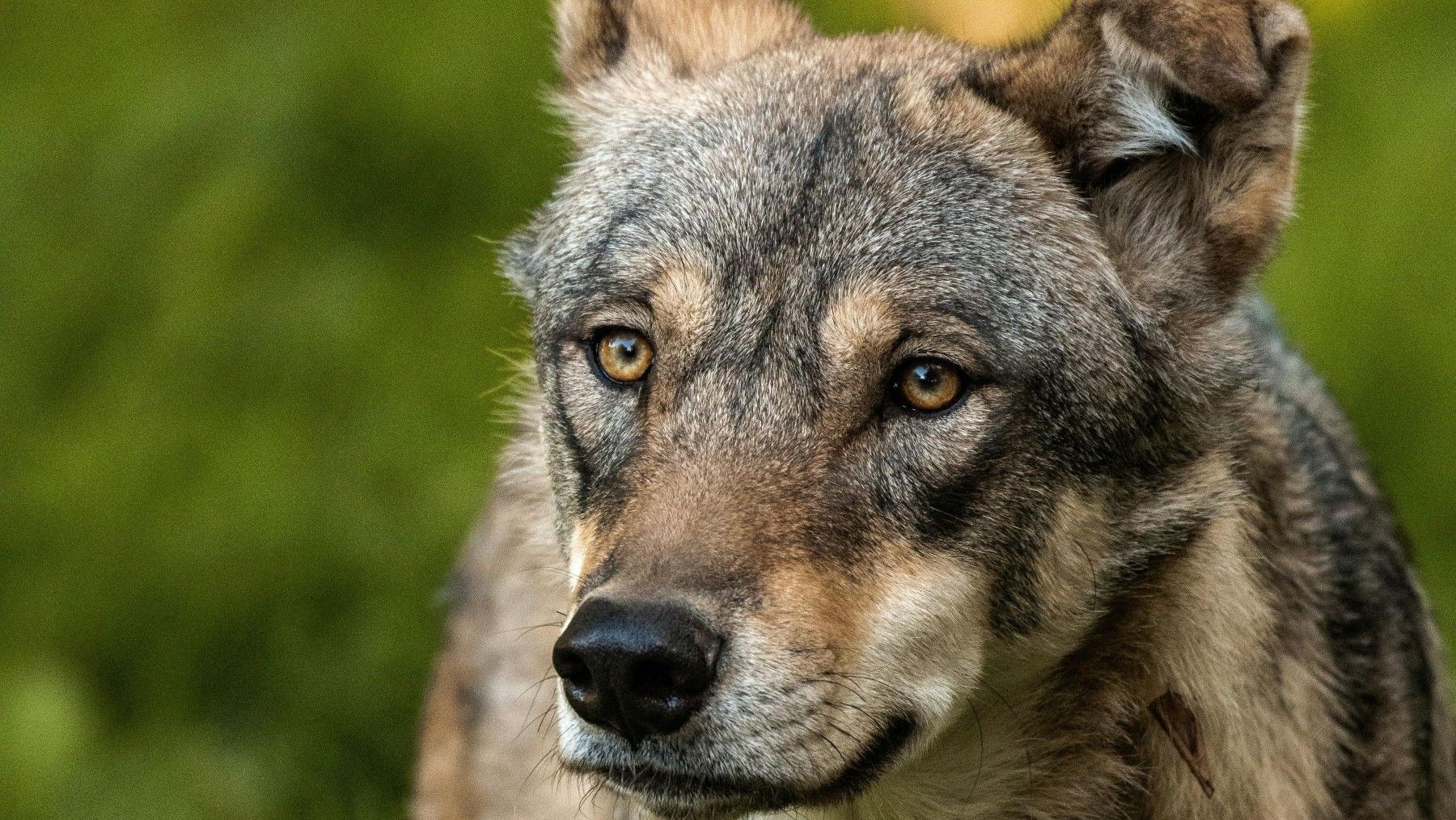 estado de conservación del lobo ibérico España protección ambiental