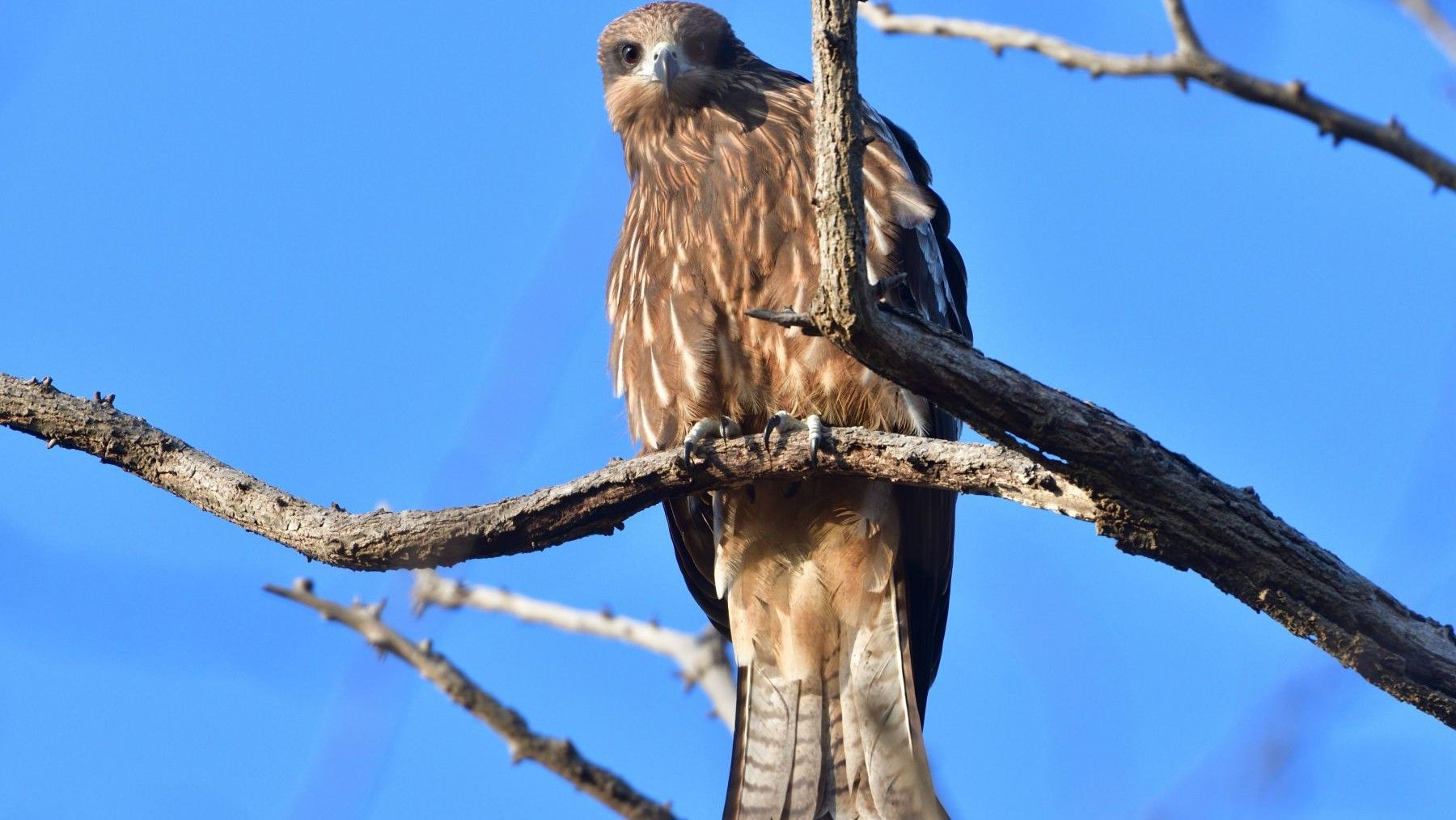 Hoy 9 de mayo se celebra el Día Mundial de las Aves Migratorias 2026 y el seguimiento GPS del milano negro