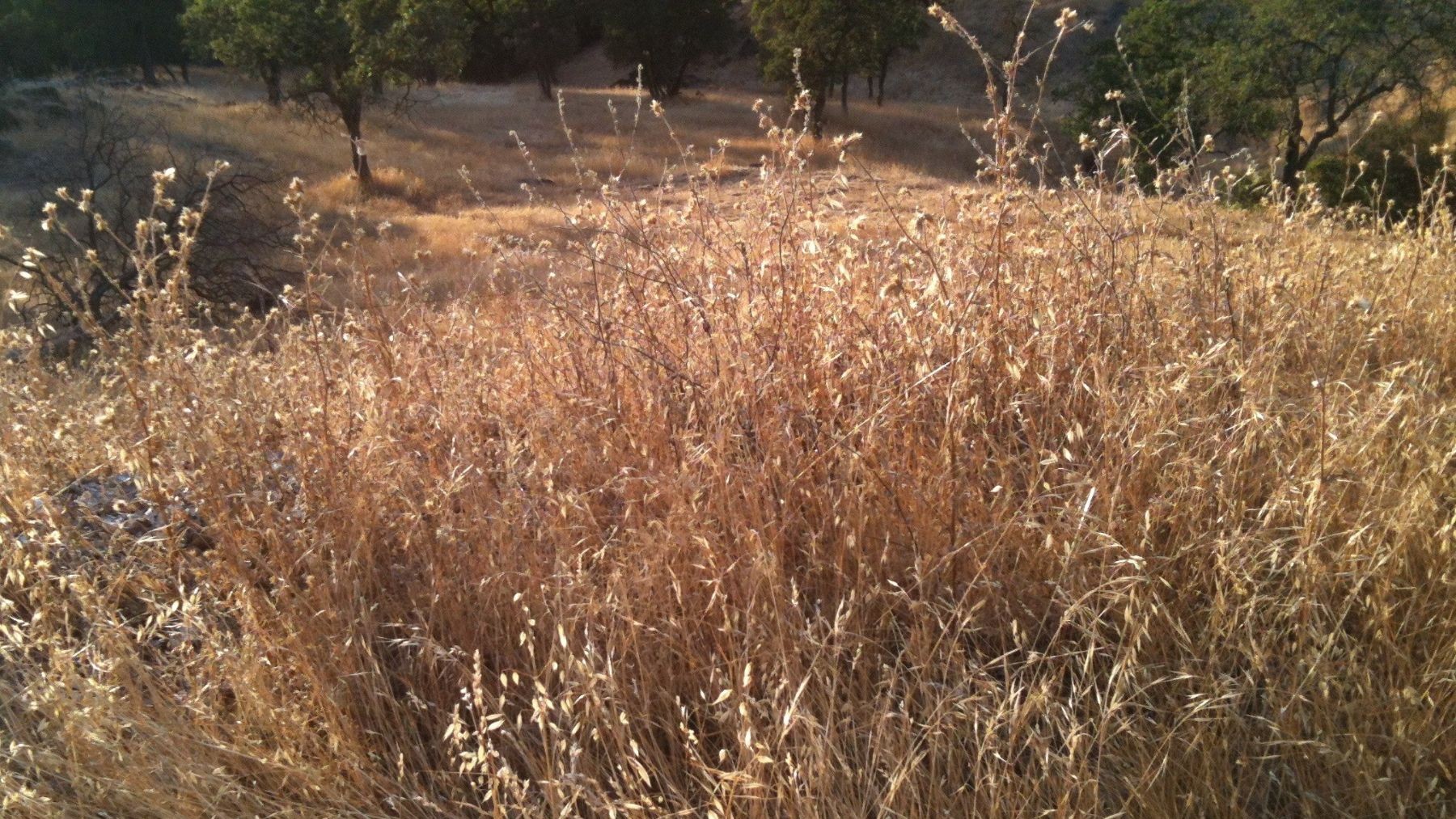 Andalucía entra en la temporada de incendios con más riesgo de fuegos por el exceso de vegetación seca