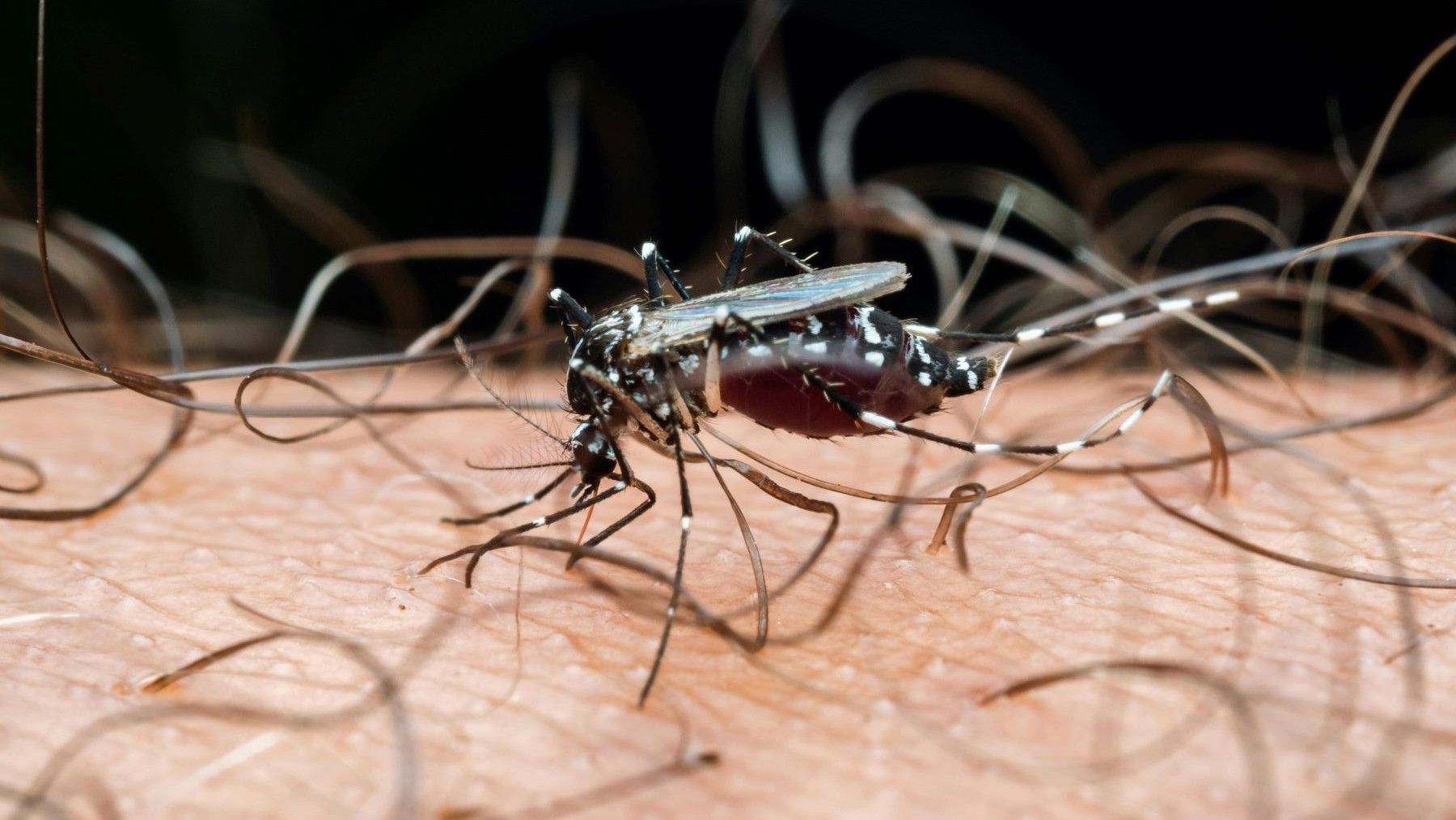 virus chikungunya transmitido por mosquito tigre asiático
