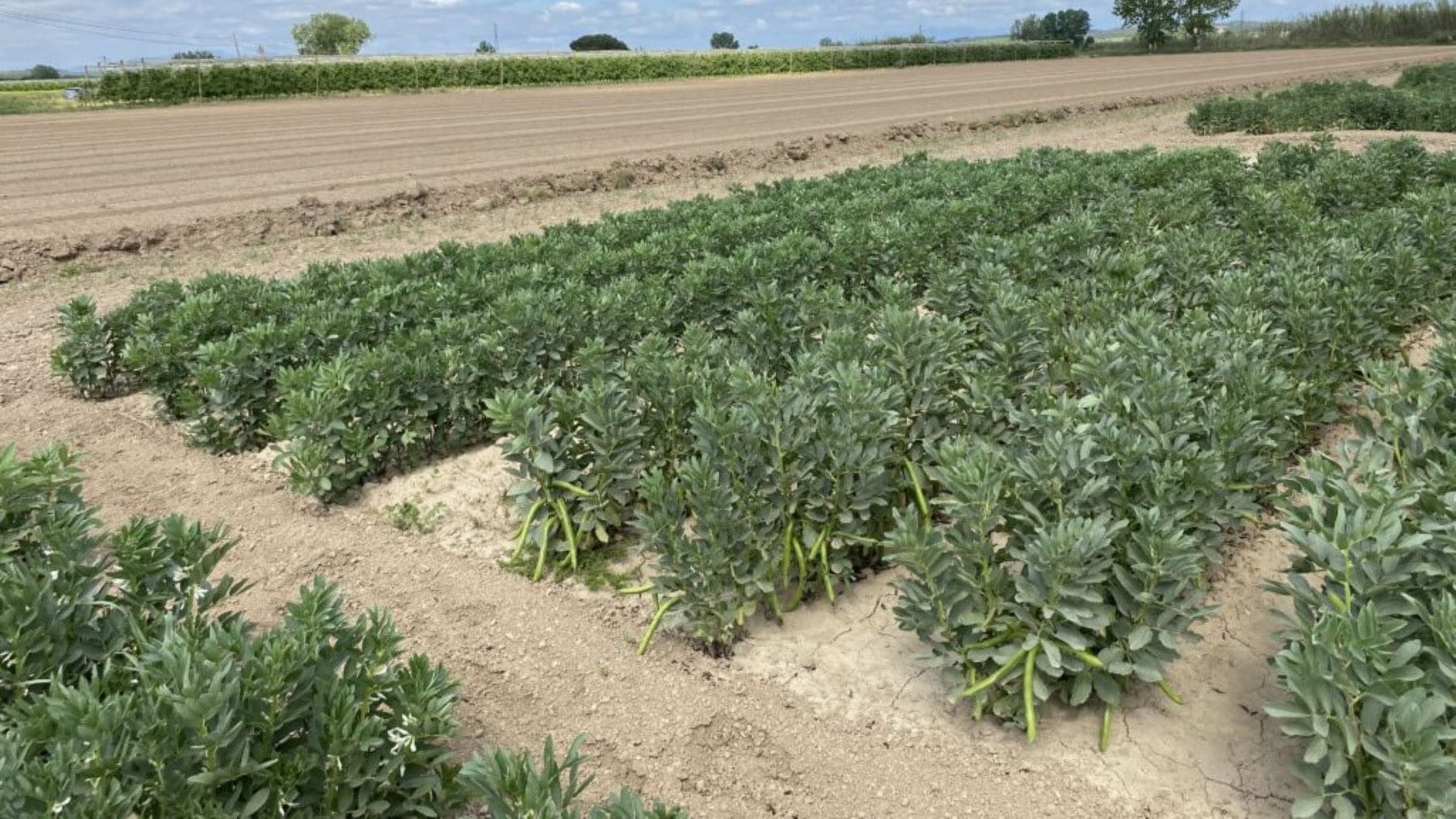 proteína vegetal del haba