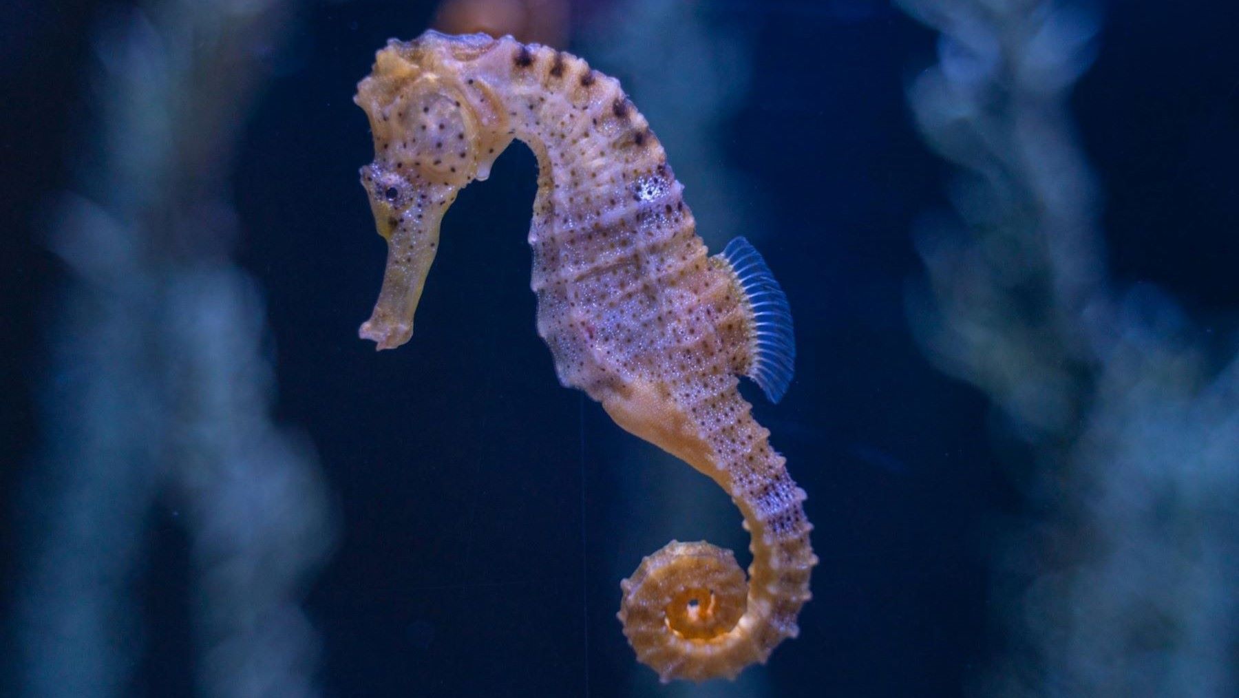 Día Mundial de las Especies en Peligro de Extinción 2026