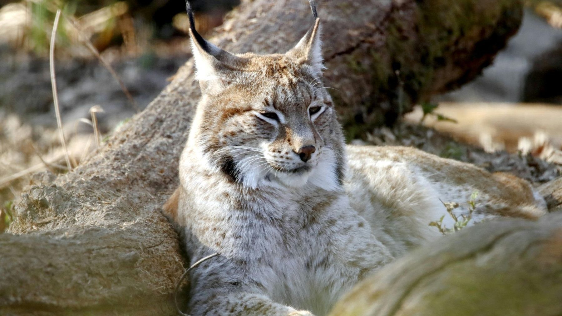 lince euroasiático en la península ibérica