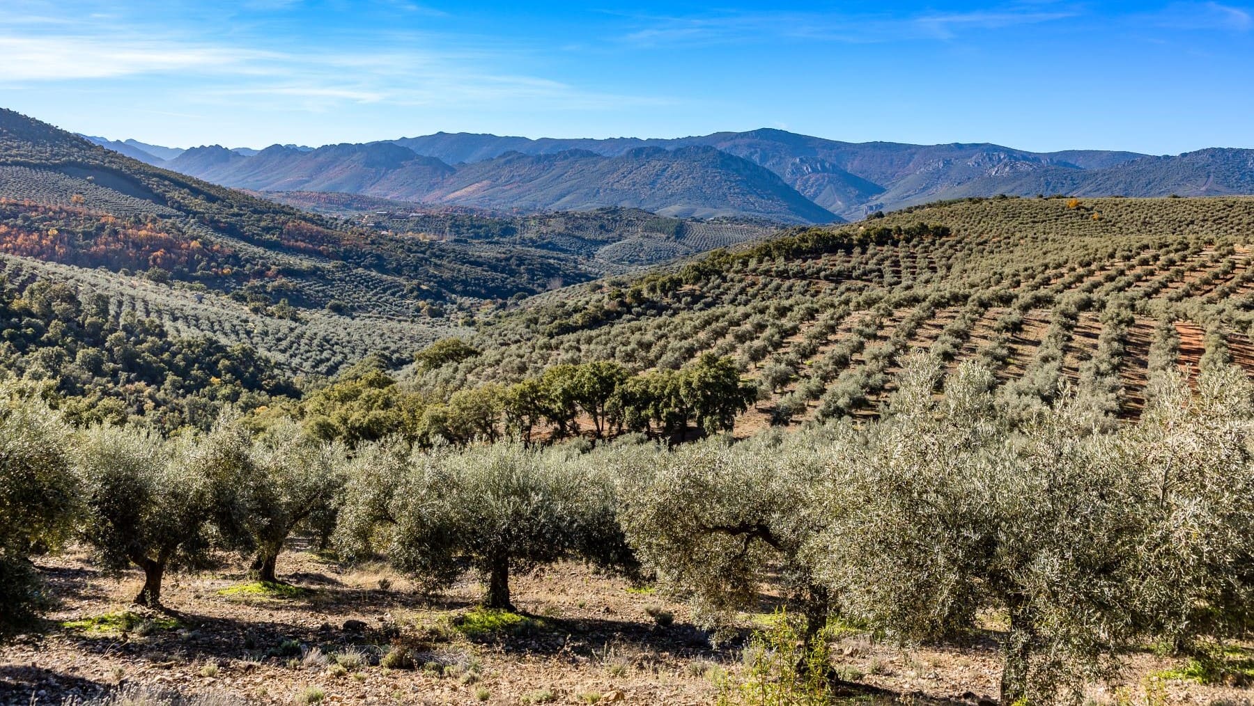 la Unión Europea modifica la DOP Aceite de Navarra por el cambio climático y las altas temperaturas