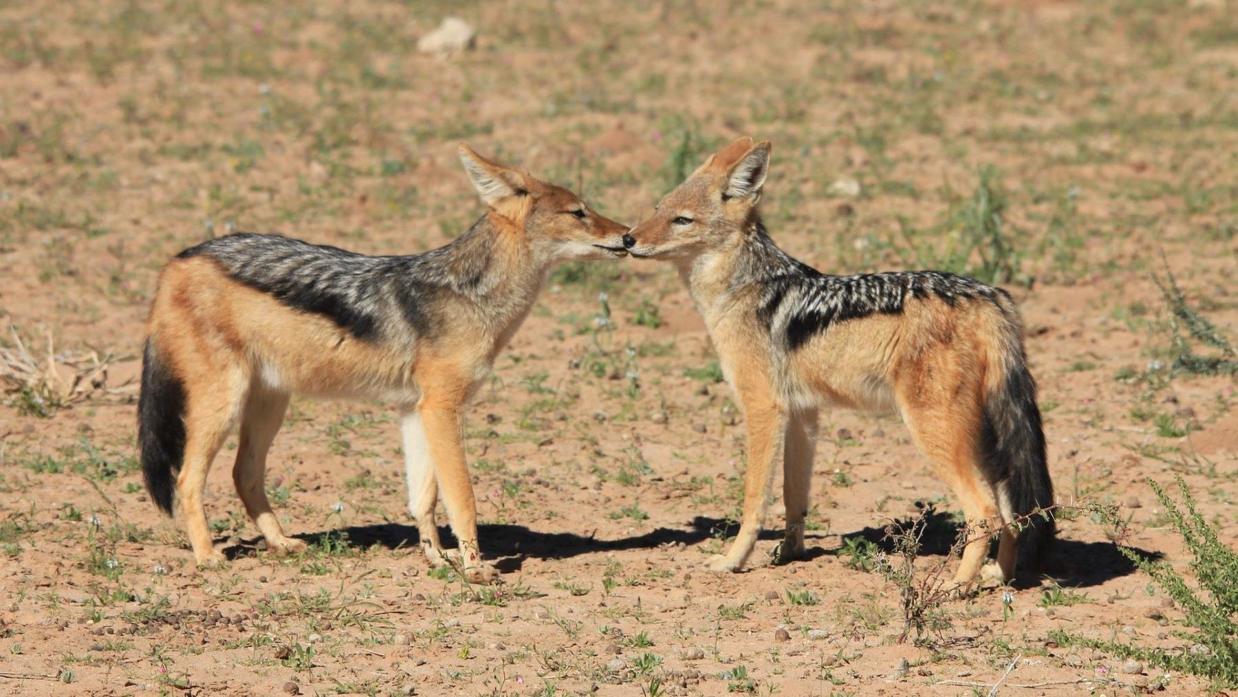 expansión del chacal común en Europa favorecida por el cambio climático y la desaparición del lobo