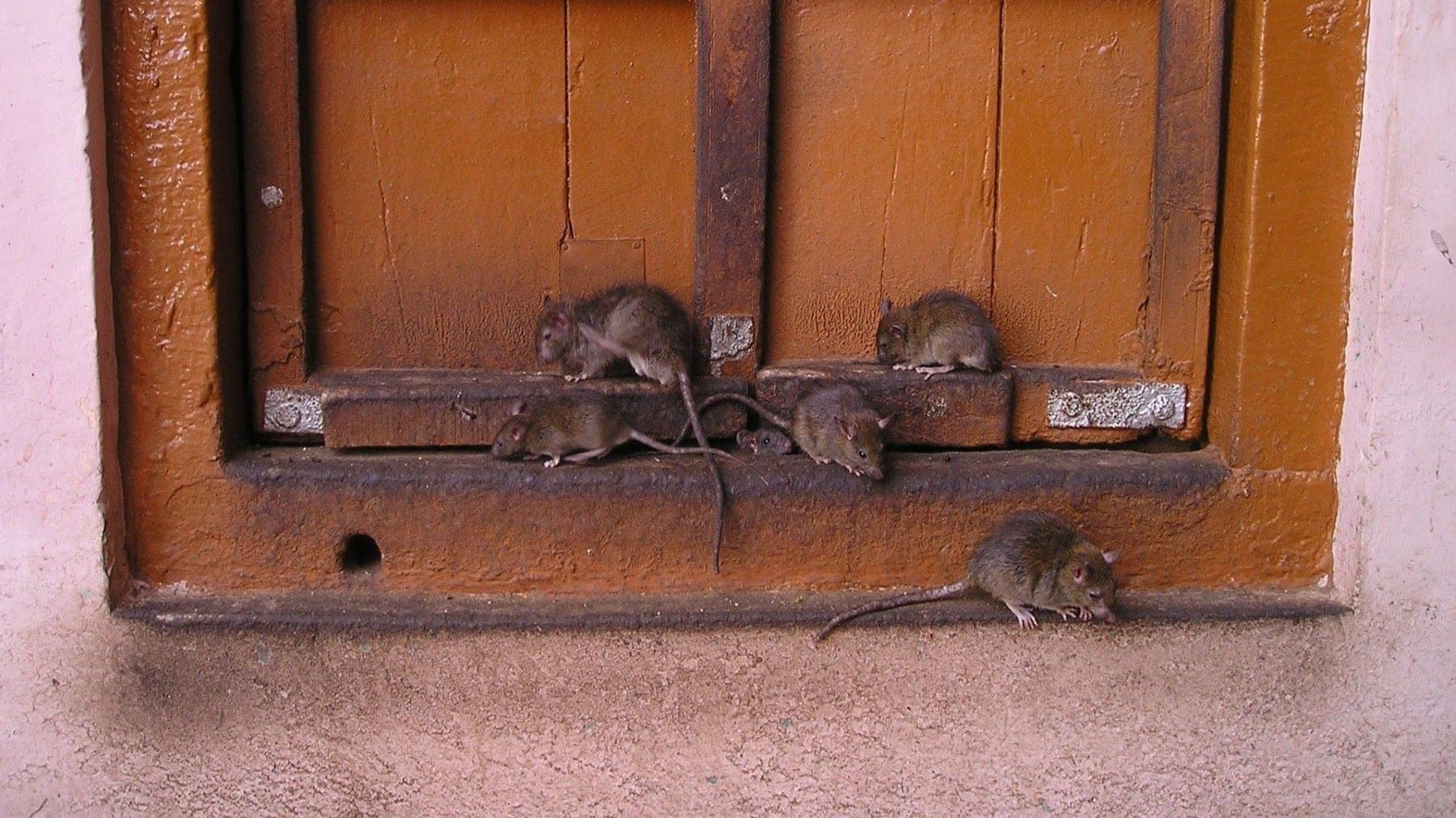 enfermedades zoonóticas emergentes
