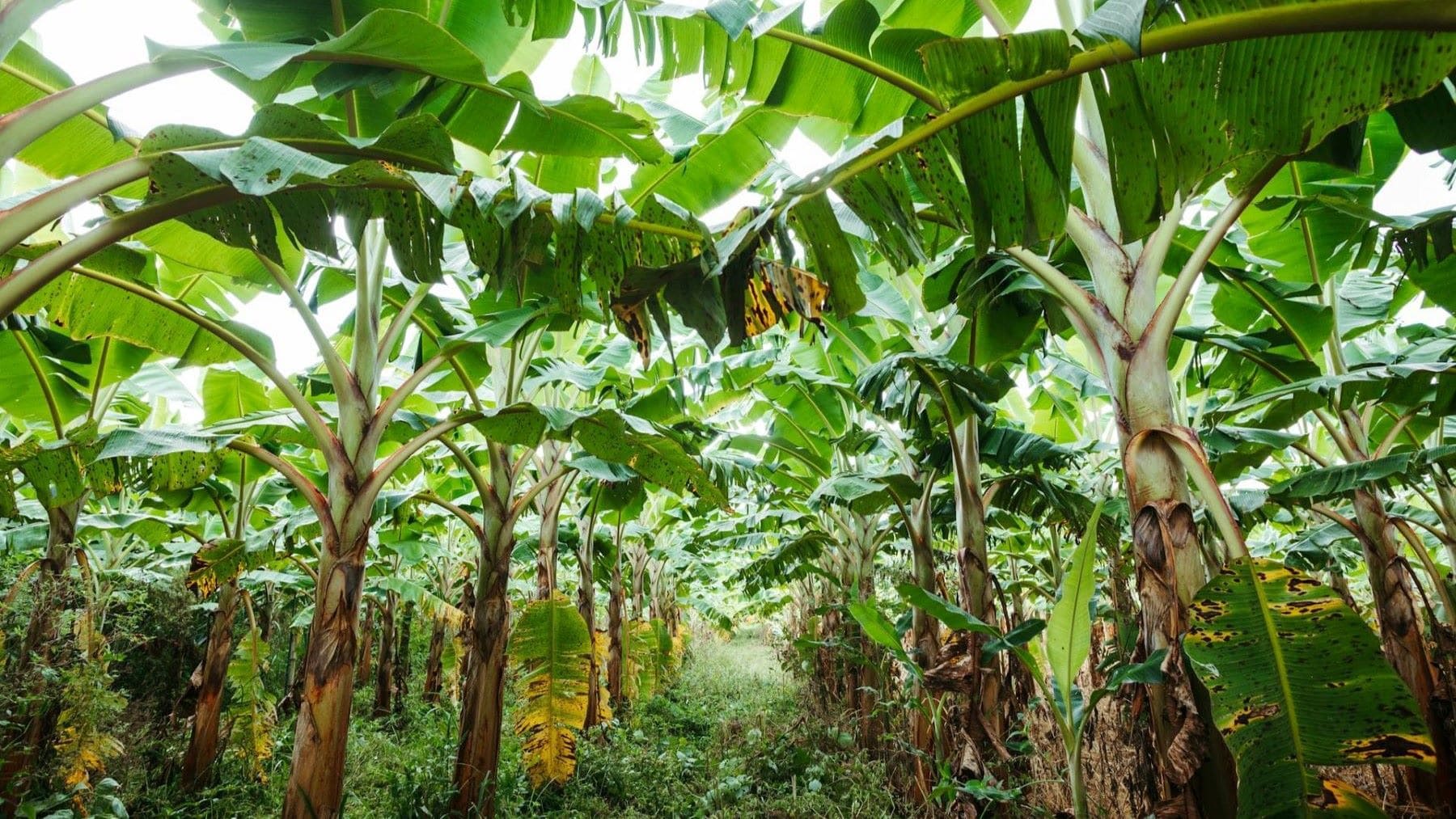 fibra de platanera en Uganda reutilizada para fabricar productos artesanales