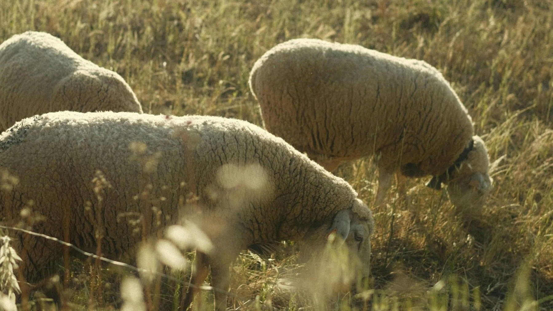 Comunidad de Madrid: prevención de incendios forestales con ganado