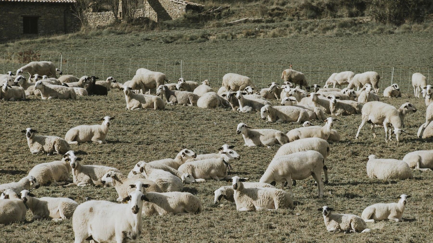 pastoreo controlado con ganado ovino en terrenos forestales de Extremadura
