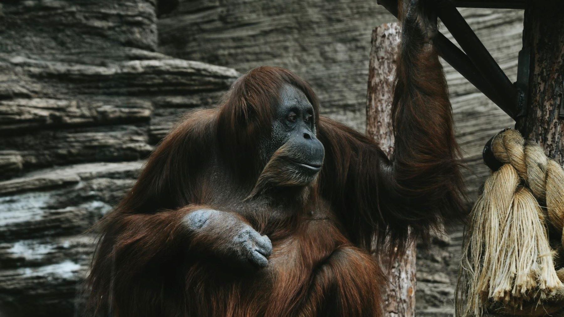 Ley de grandes simios: animalistas presentan una alternativa al borrador chimpancé cautividad