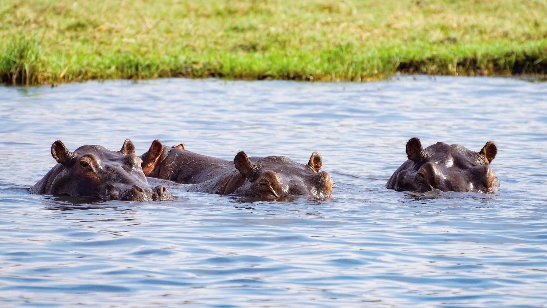 Rusia busca salvar a los hipopótamos de Colombia