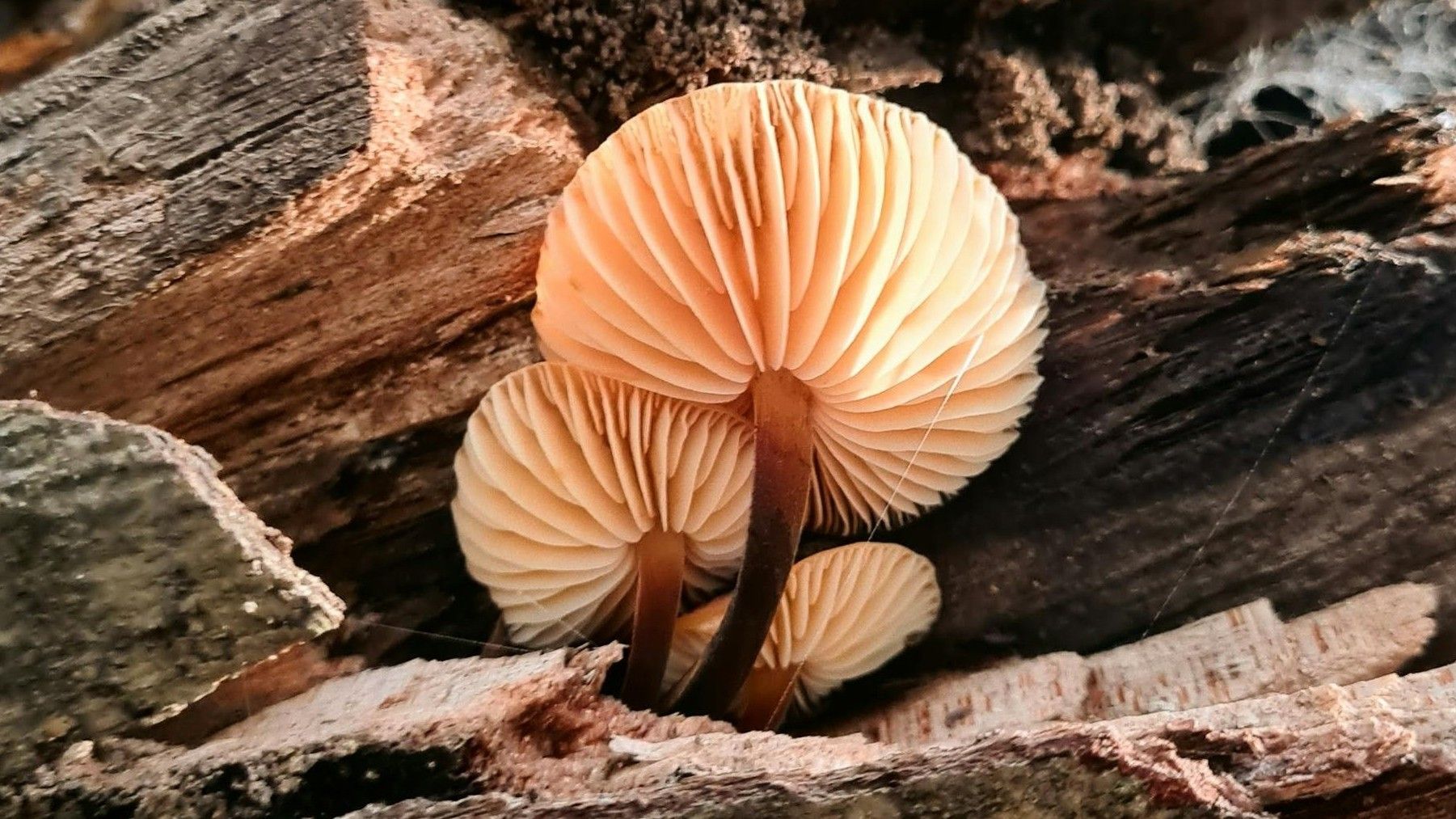 Hongos degradan la madera y reciclan carbono en los ecosistemas descomposición