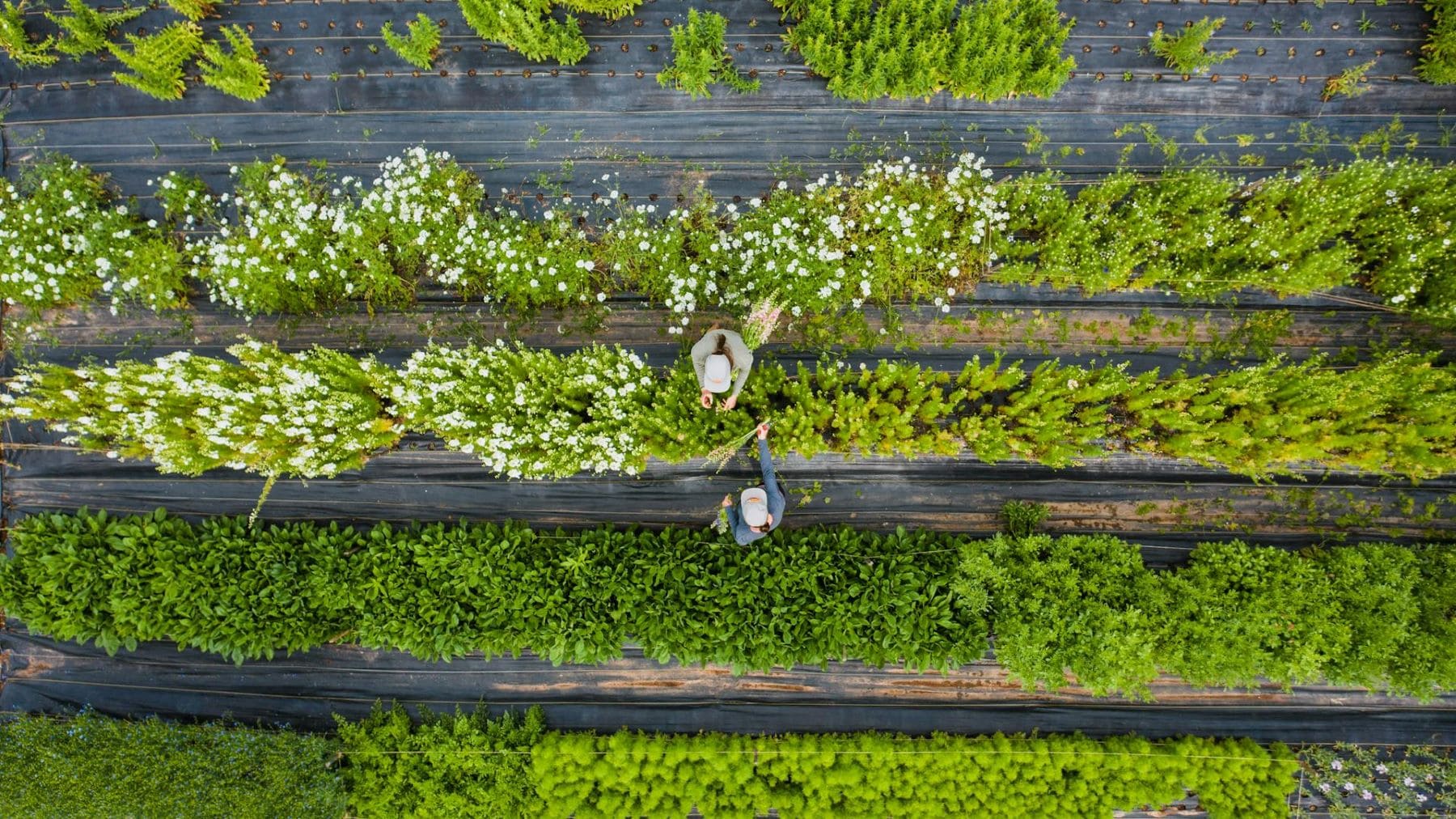 Representación de cómo IFOAM defiende la agricultura ecológica en Europa