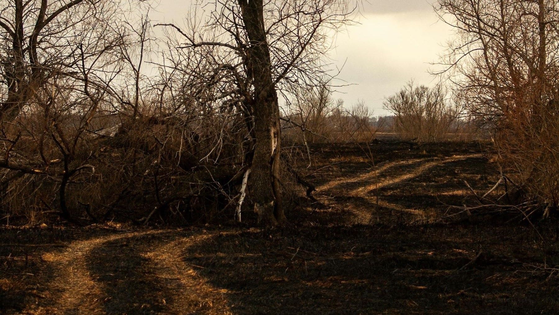 degradación de los bosques