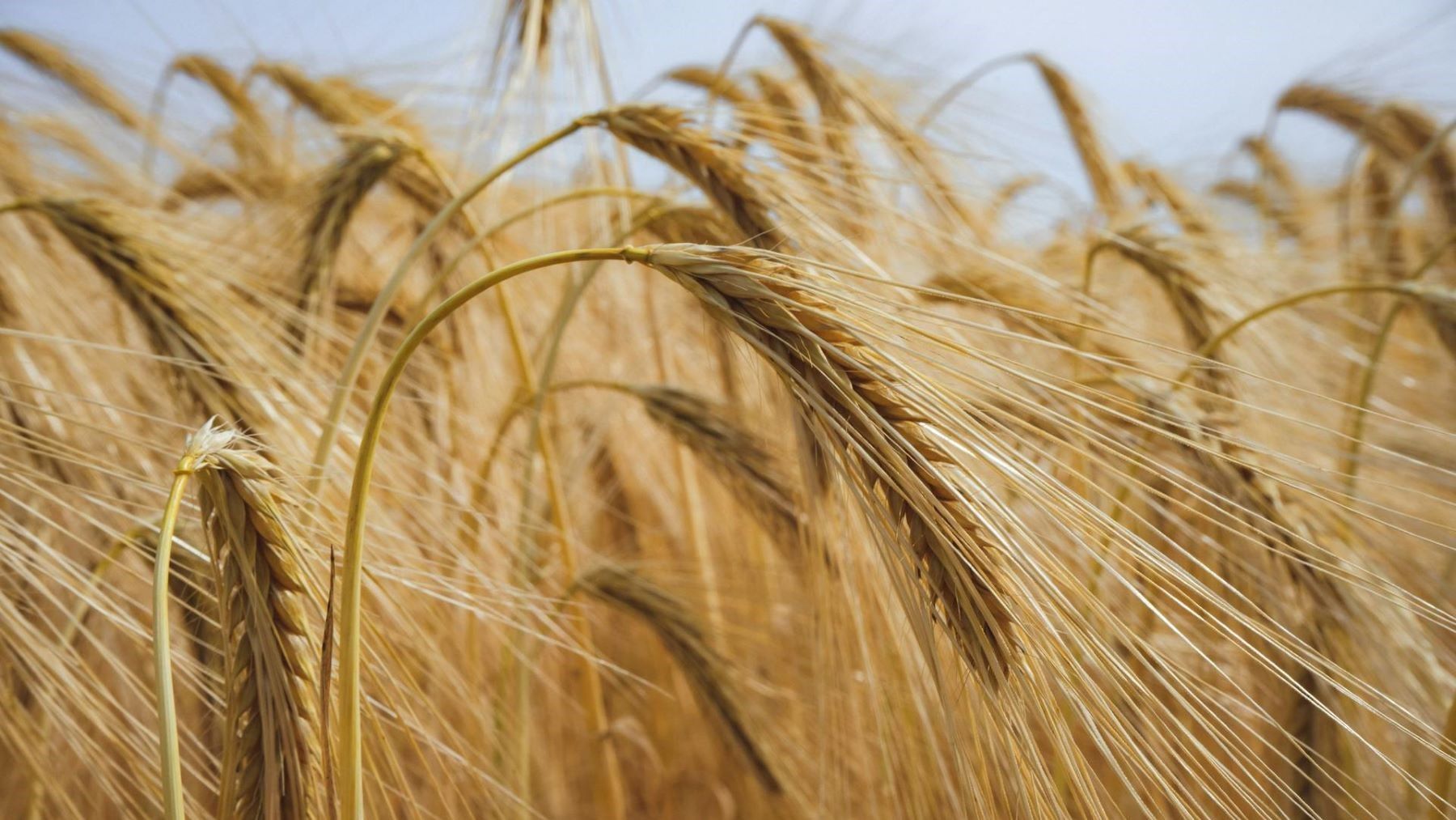 fertilizantes en el cultivo de cereales