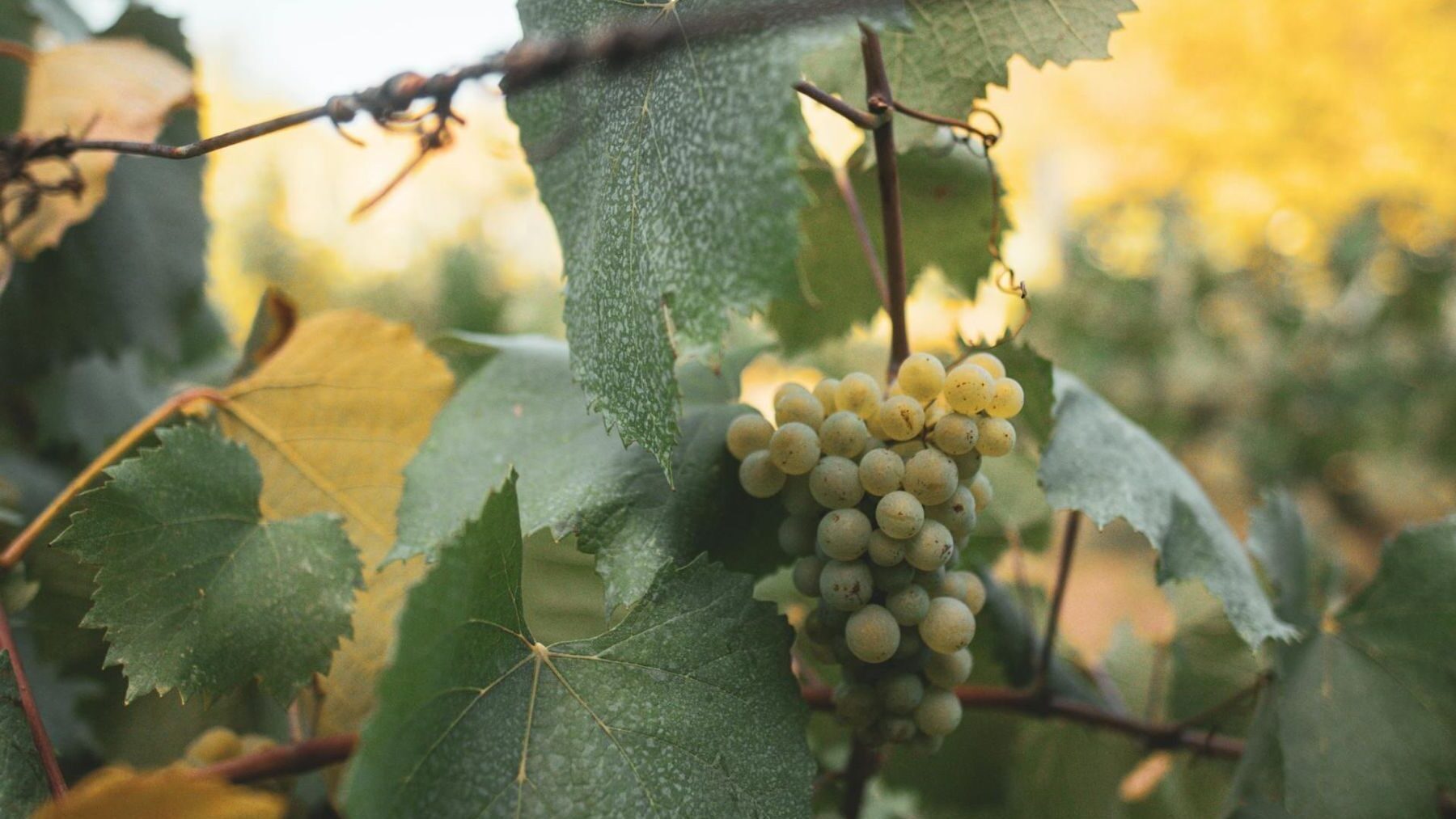viñedo y cambio climático
