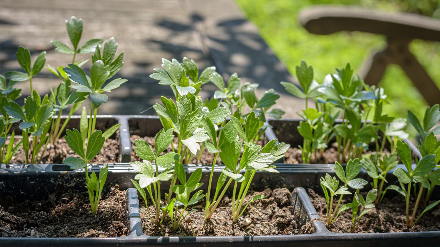 Día Internacional de la Sanidad Vegetal 2026 en un laboratorio agrícola especializado
