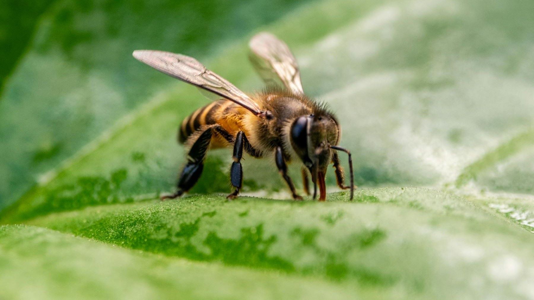 protección de las abejas premio internacional UIB polinizadores