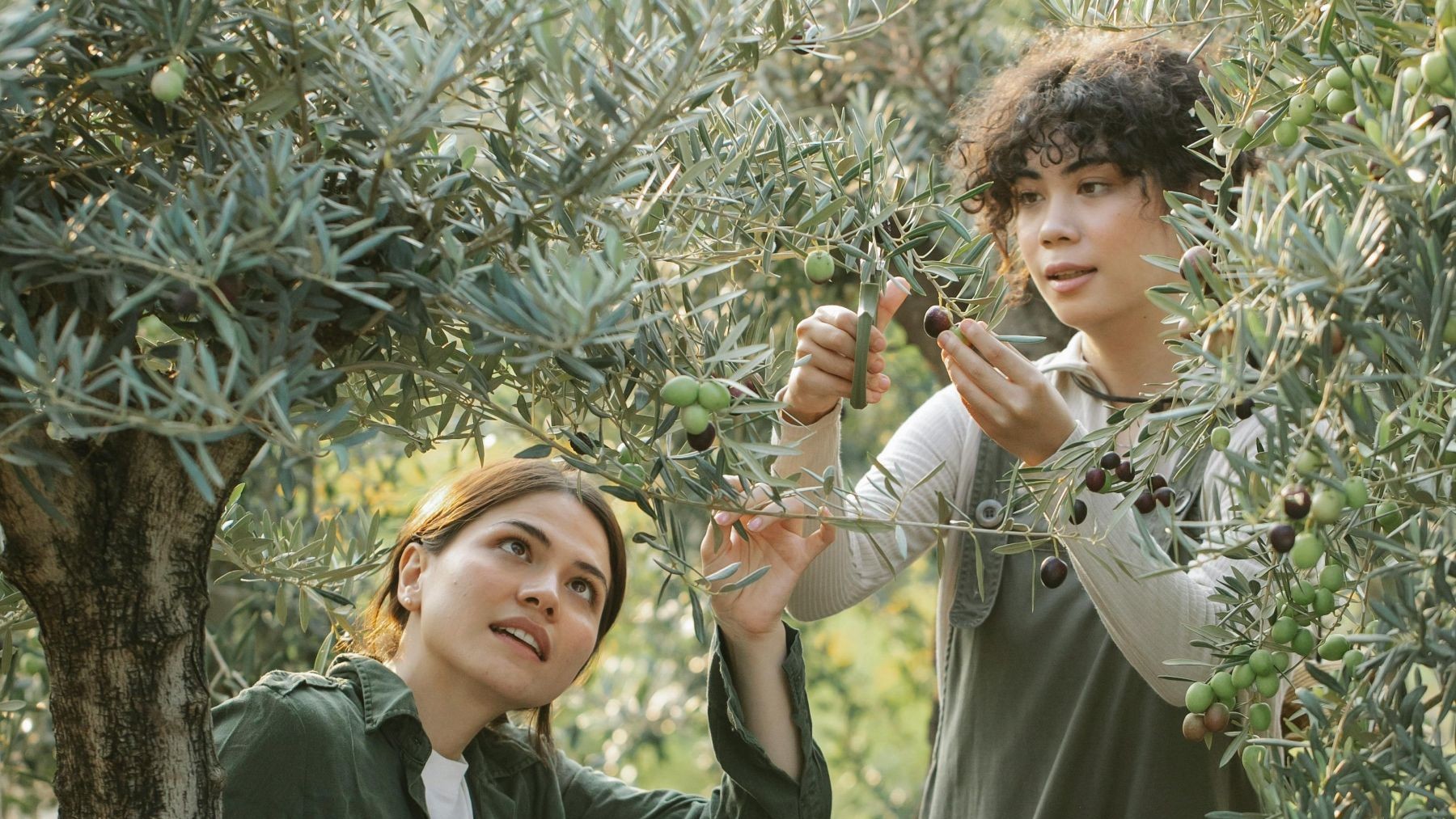 La mitad de los jóvenes agricultores vinculados a sellos de calidad apuesta por la producción ecológica