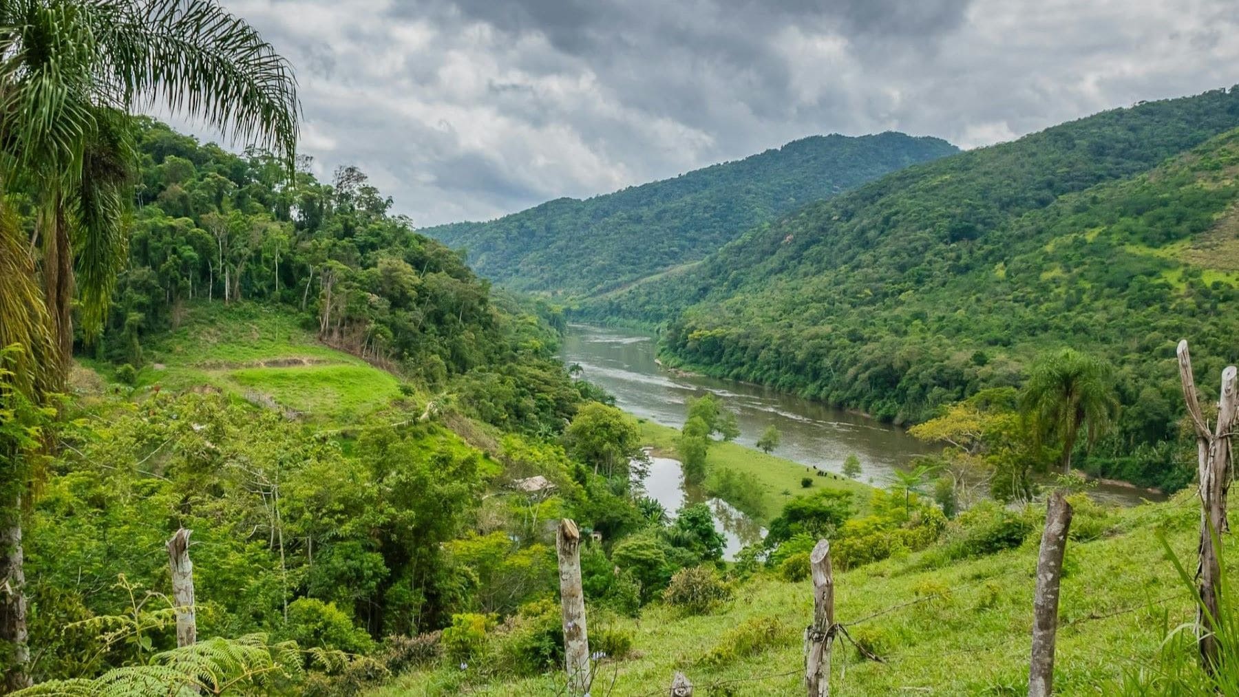 La deforestación continuada y el calentamiento global convertirán la Amazonía en una sabana, según científicos del PIK