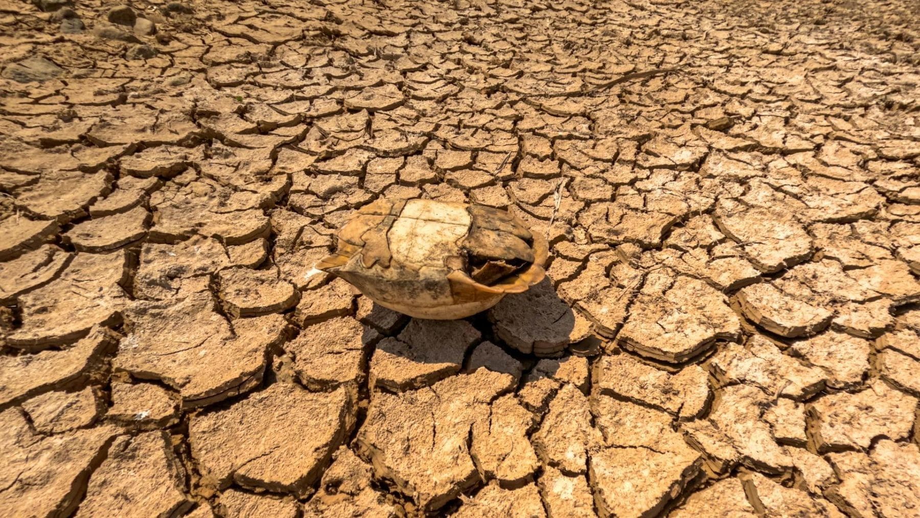 La ONU advierte que el planeta entra en una década de calor extremo