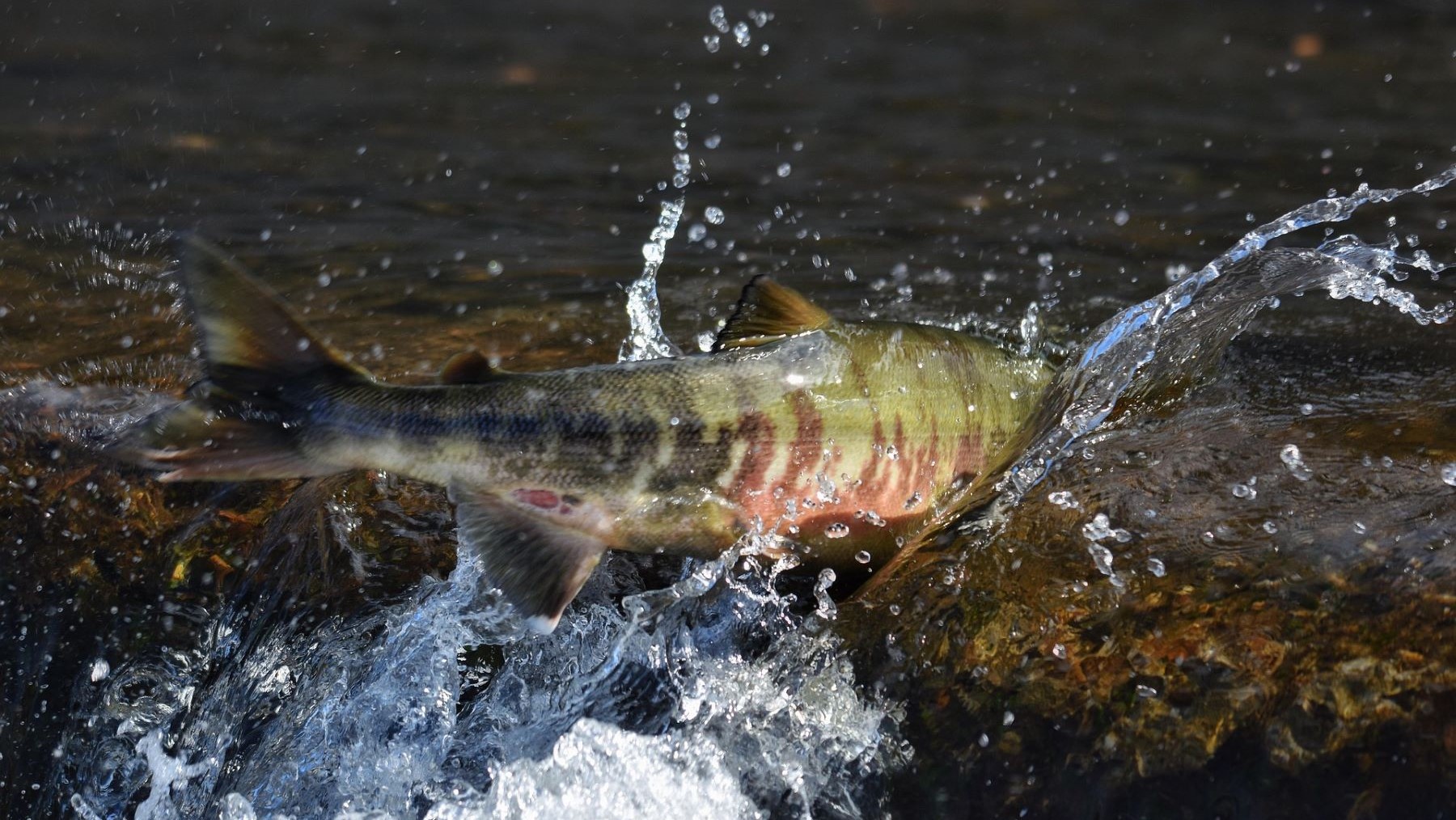 veda de la pesca de salmón en Asturias en un río salmonero asturiano
