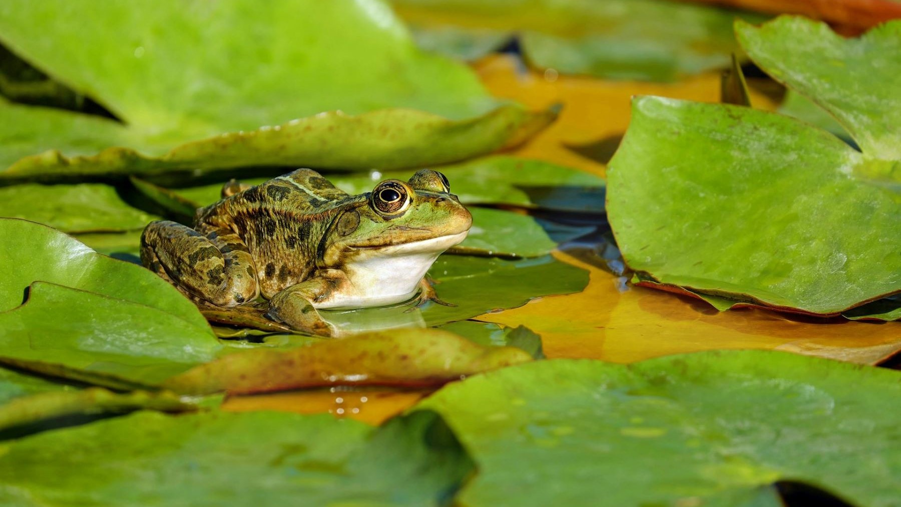 edad de los anfibios en una charca natural durante seguimiento científico