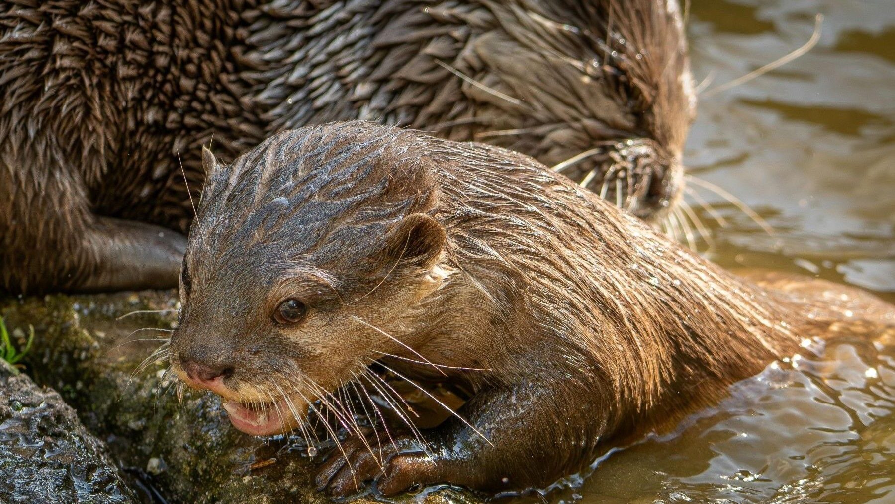 Día Mundial de la Nutria 2026