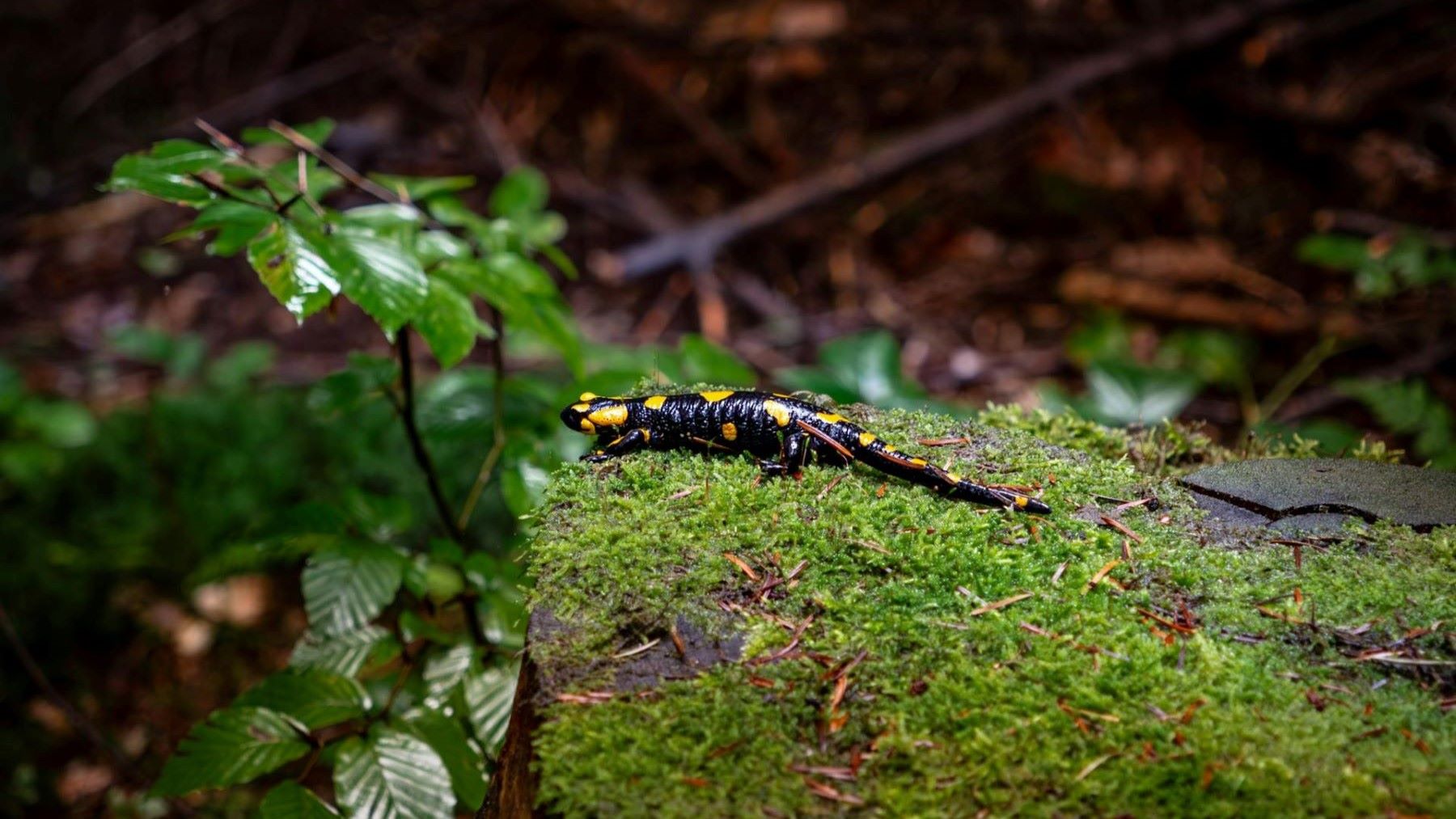 salamandra biofluorescente brillando bajo luz ultravioleta