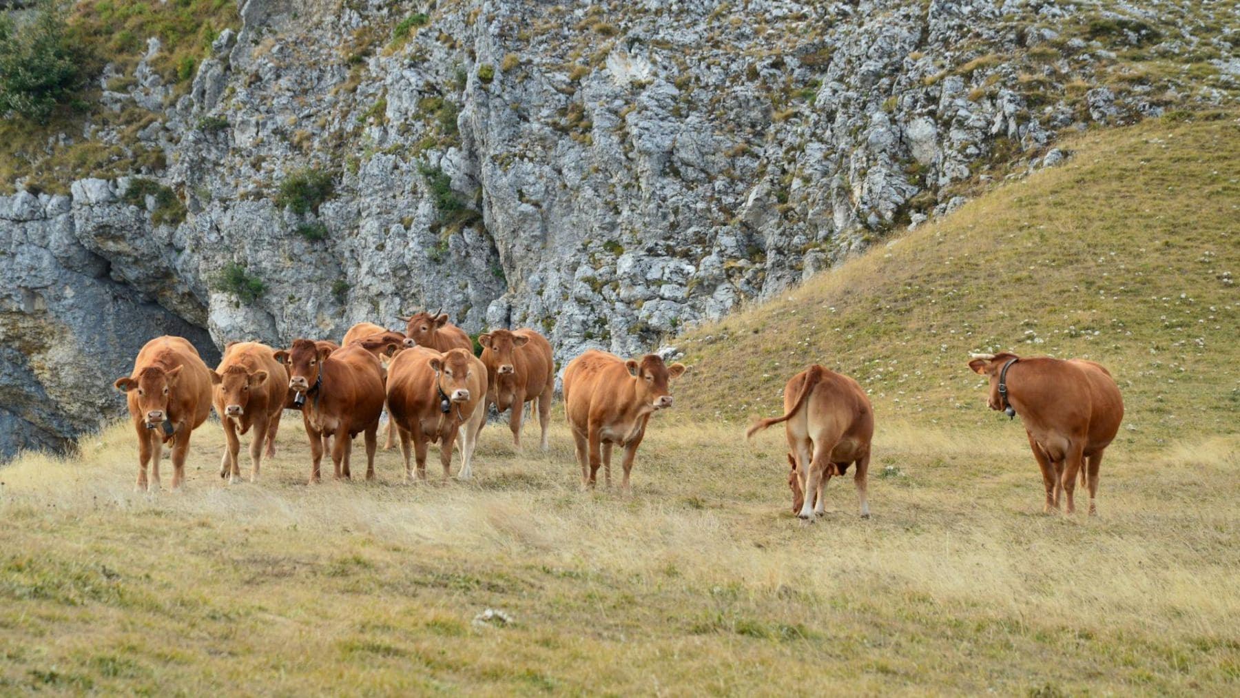 Rebaño en montaña mientras la trashumancia pirenaica busca 'blindarse' ante el cambio climático