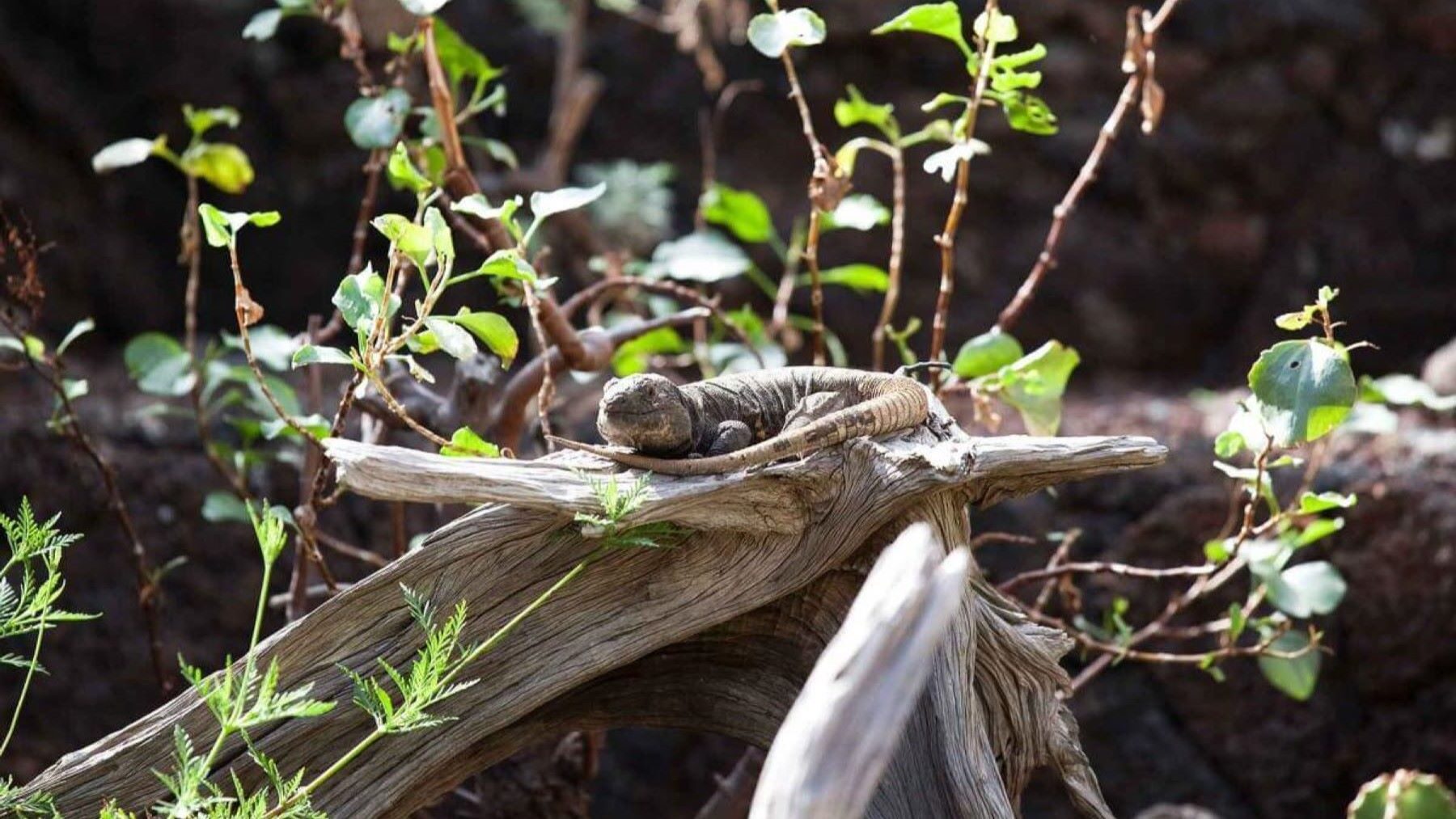 lagarto gigante de El Hierro en hábitat natural de Canarias