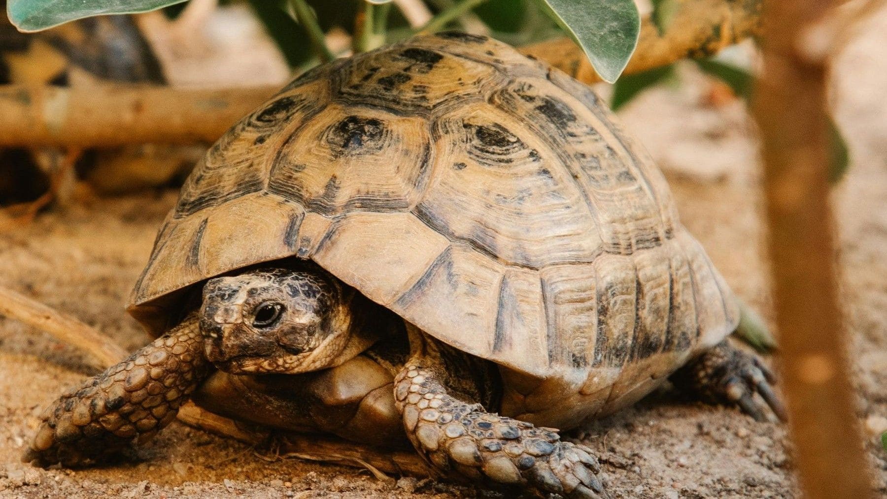 Día Mundial de la Tortuga 2026