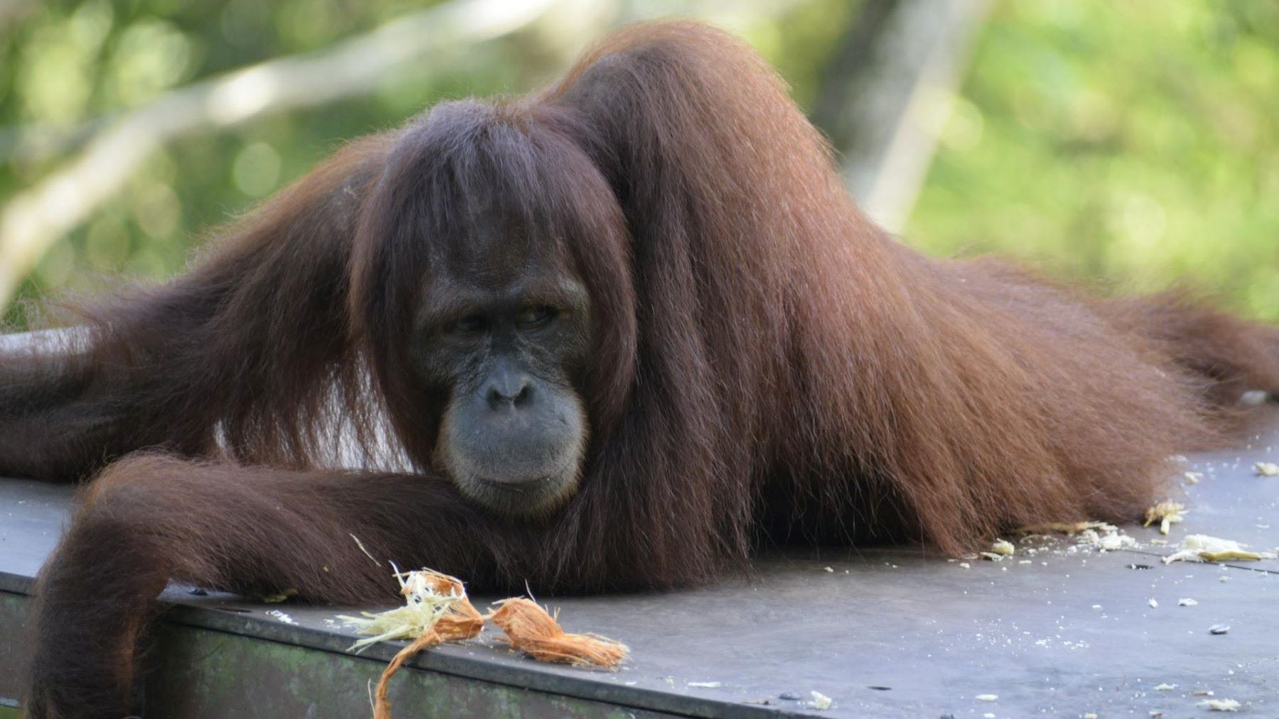 Ley de Grandes Simios y protección de chimpancés en cautividad