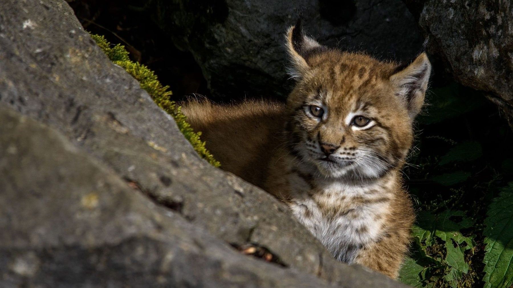 Nace la primera camada de lince ibérico en Cabañeros crías