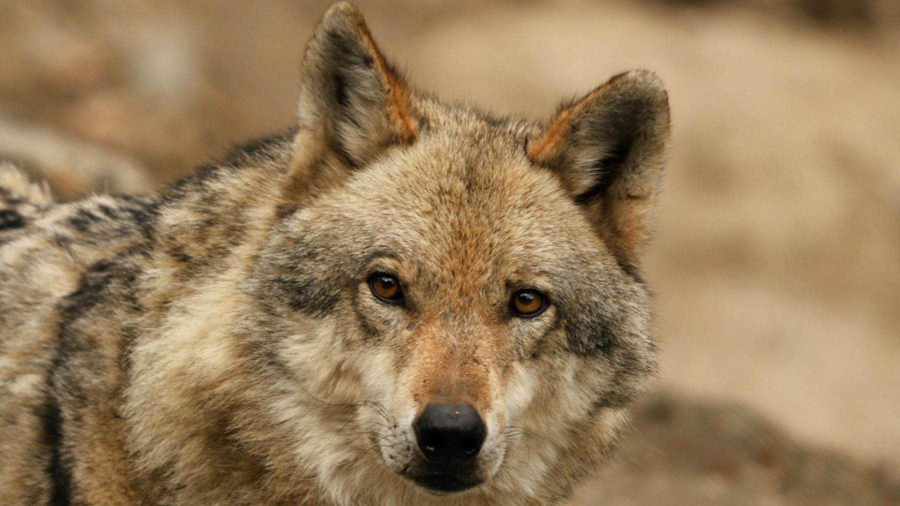 Ecologistas denuncian que La Rioja permite cazar lobos sin control