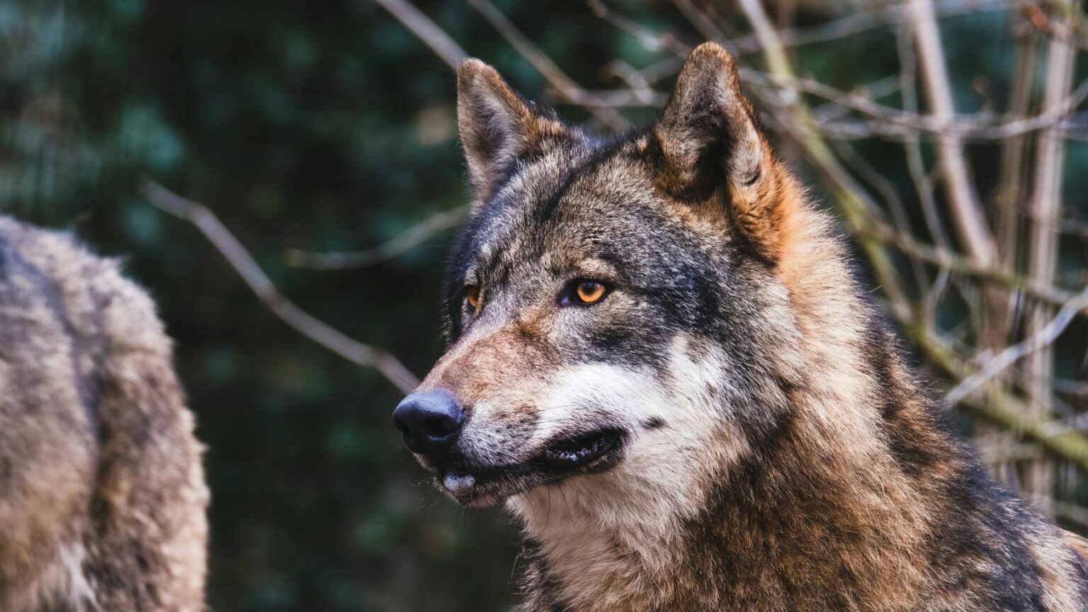 gestión del lobo en Asturias y conflicto ambiental