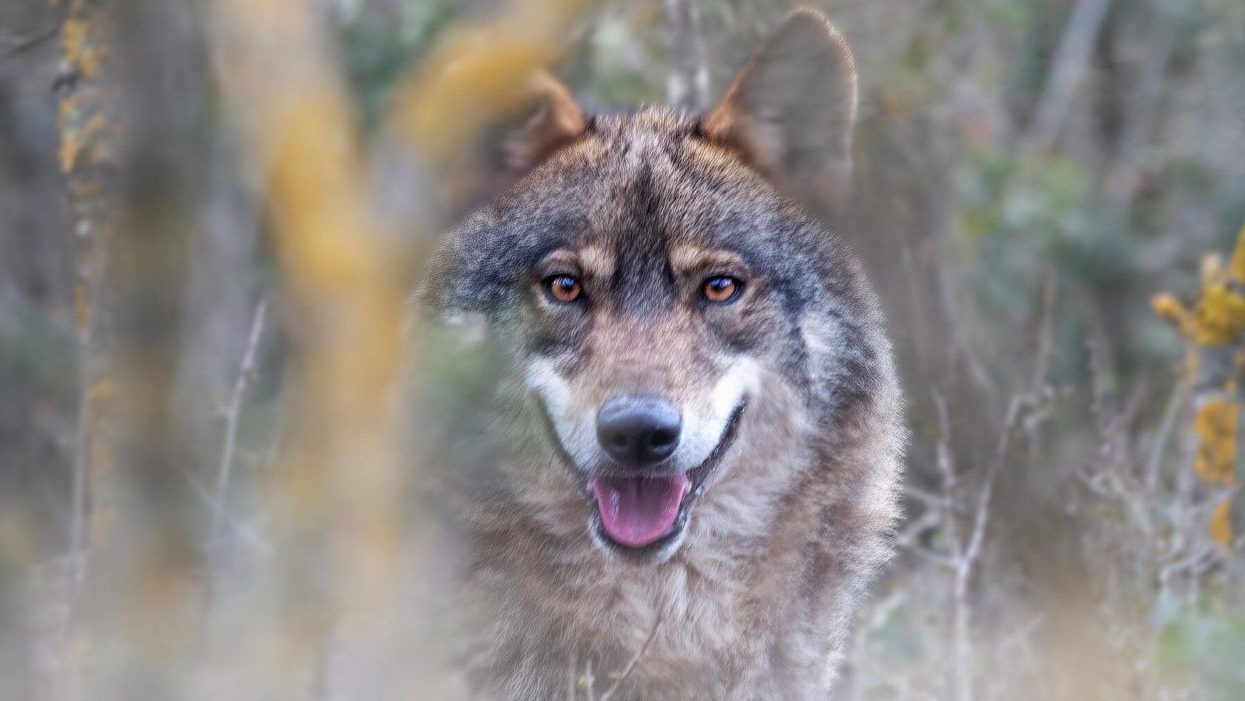 protección del lobo ibérico en ecosistemas naturales españoles