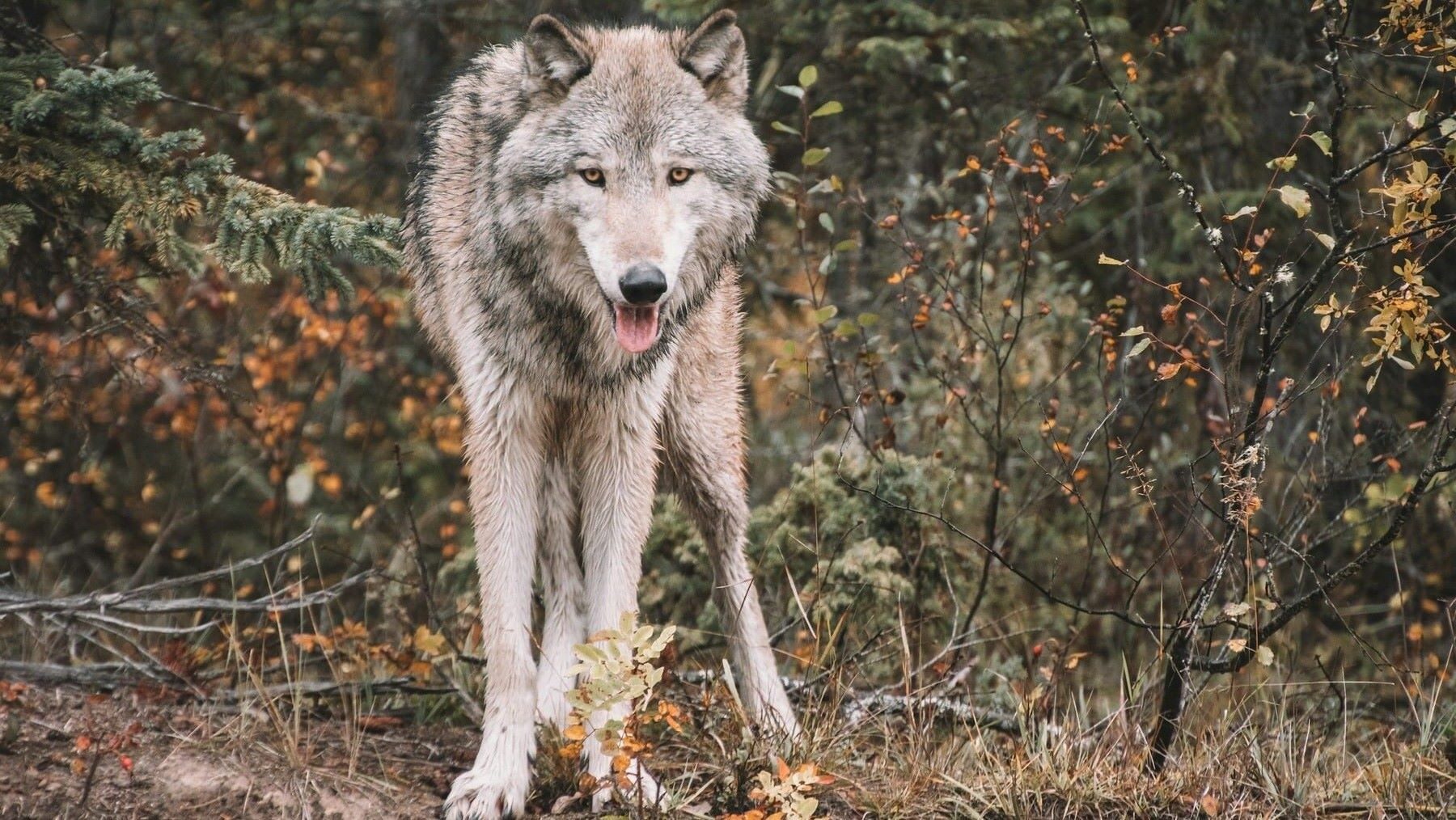 Plan del lobo en Cantabria y gestión de la especie