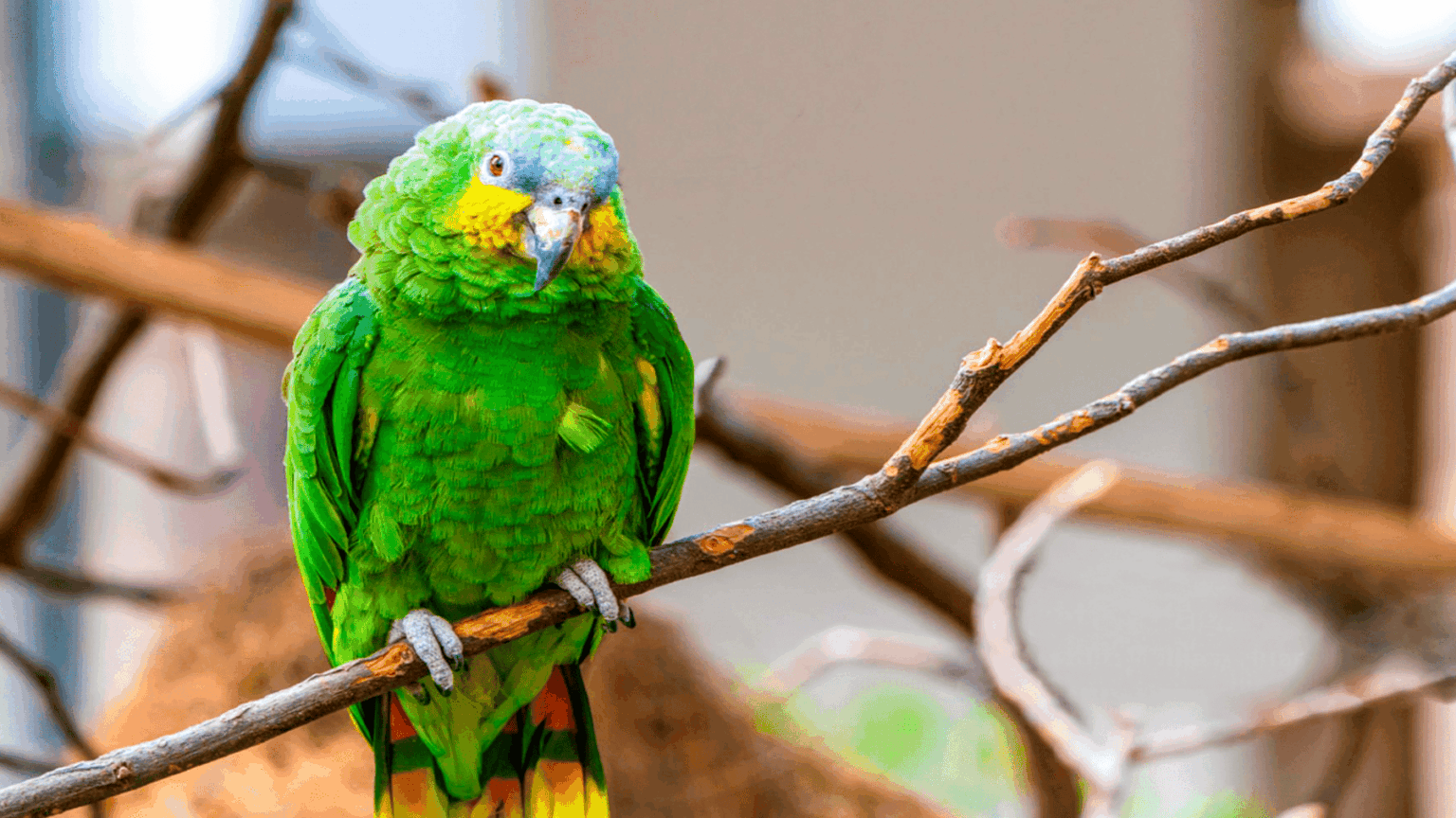 cómo aprenden los loros salvajes a comer nuevos alimentos