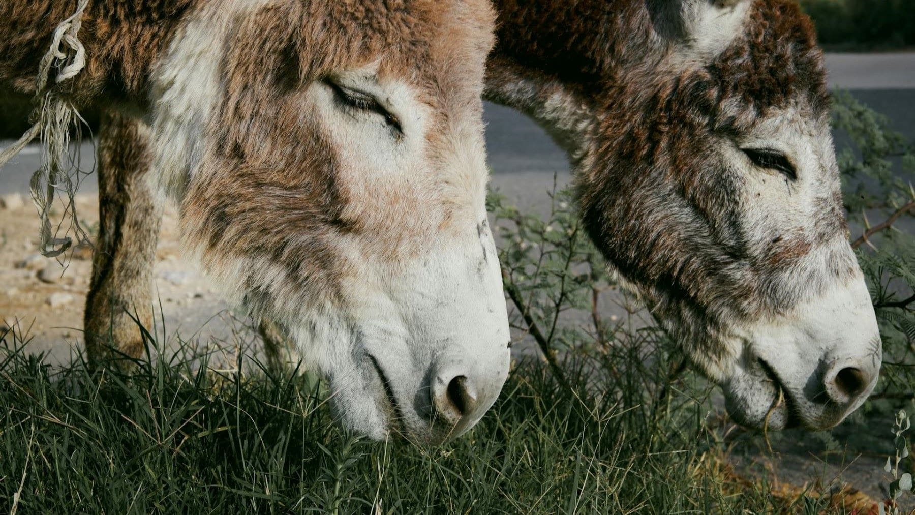 burros bomberos de Doñana desbrozando pasto seco en el parque natural
