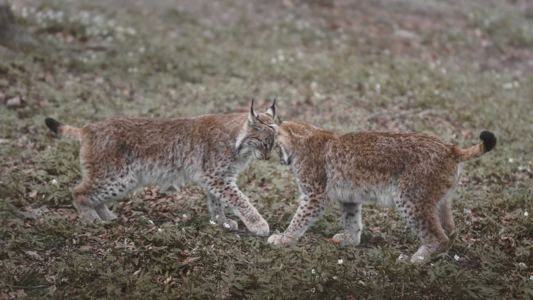 linces ibéricos en Lorca junto a la hembra Urtsu y sus cuatro cachorros