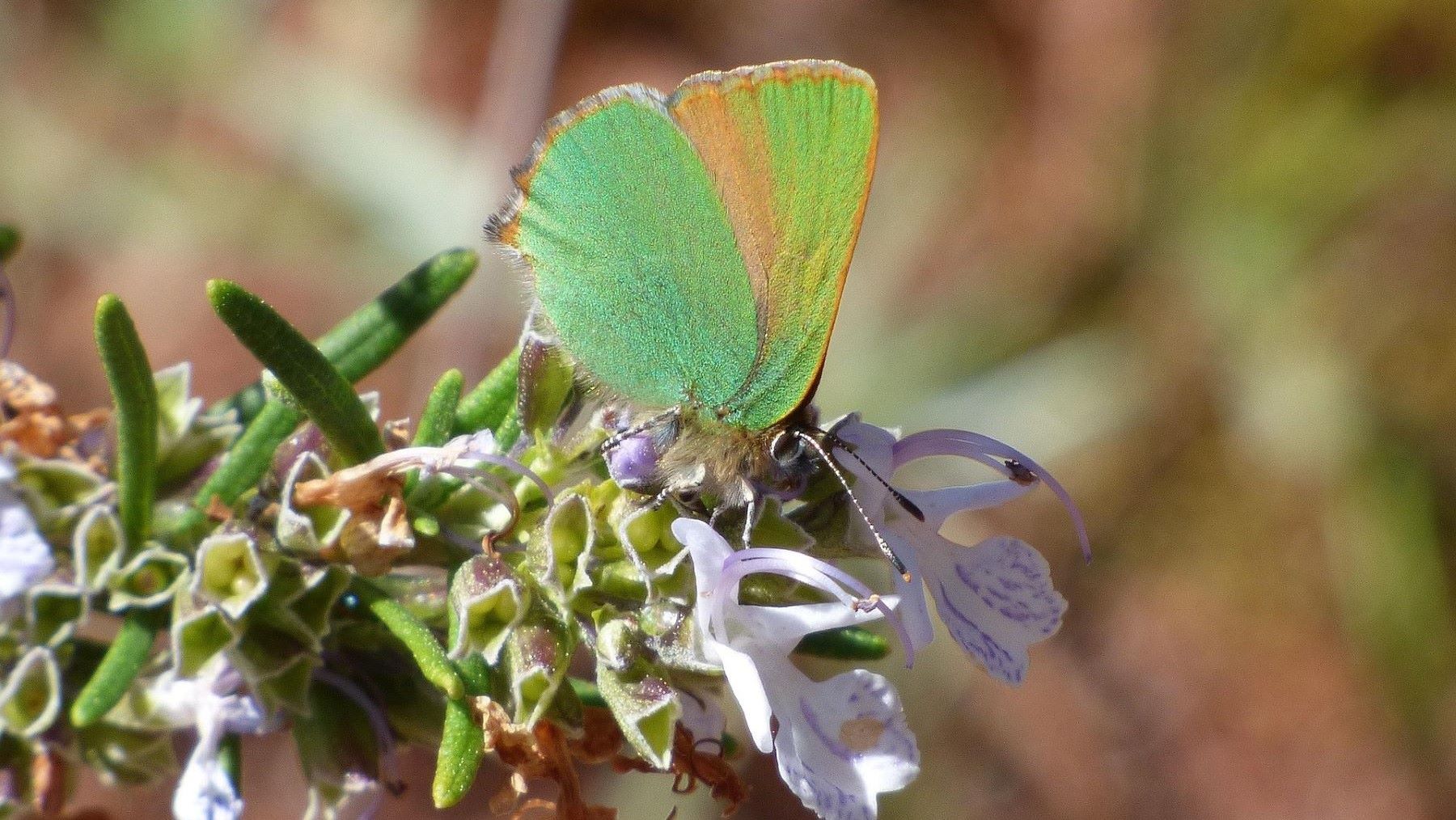 mariposa cejialba en Barcelona
