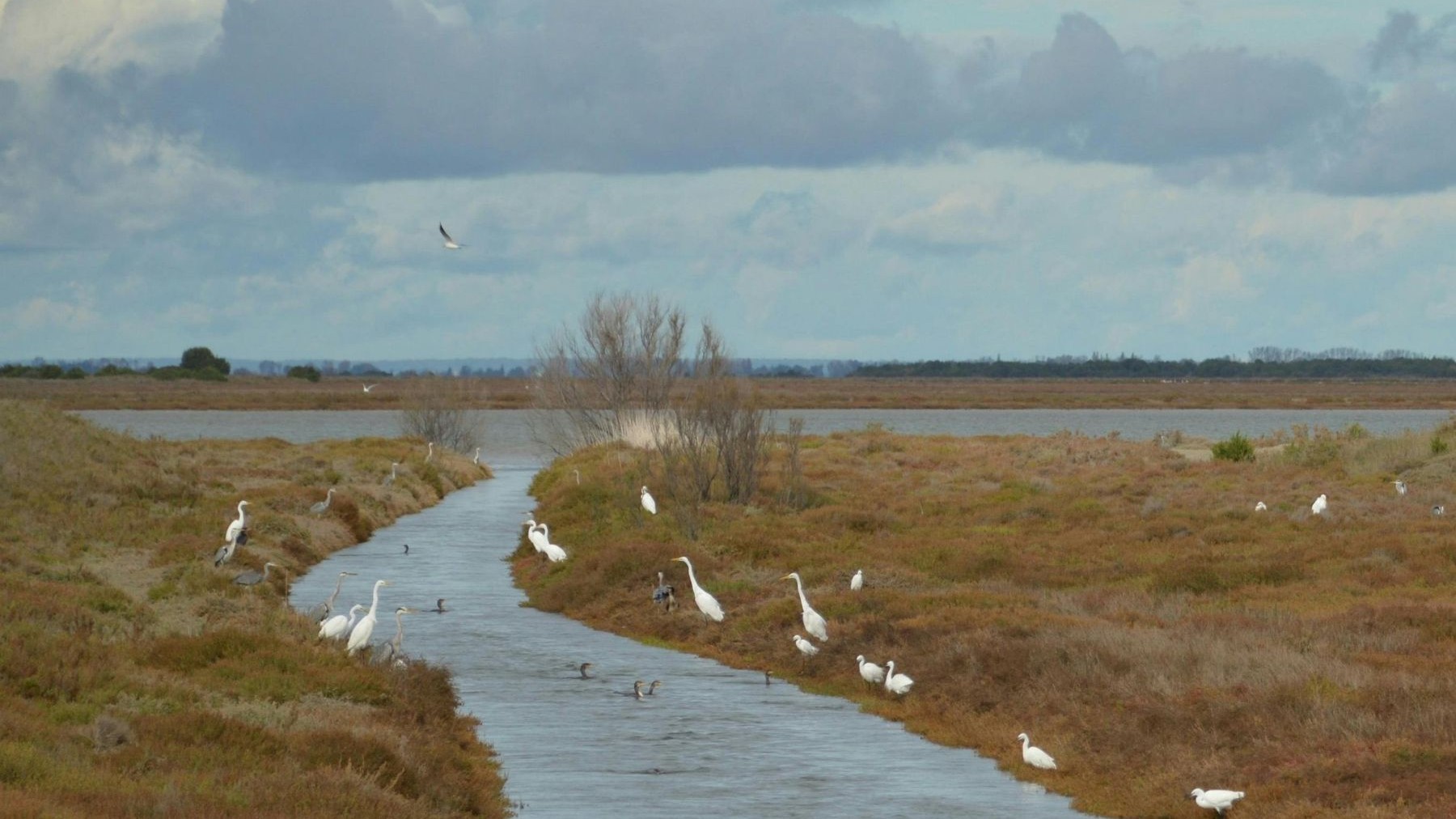protección urgente para Doñana y restauración del río Guadiamar