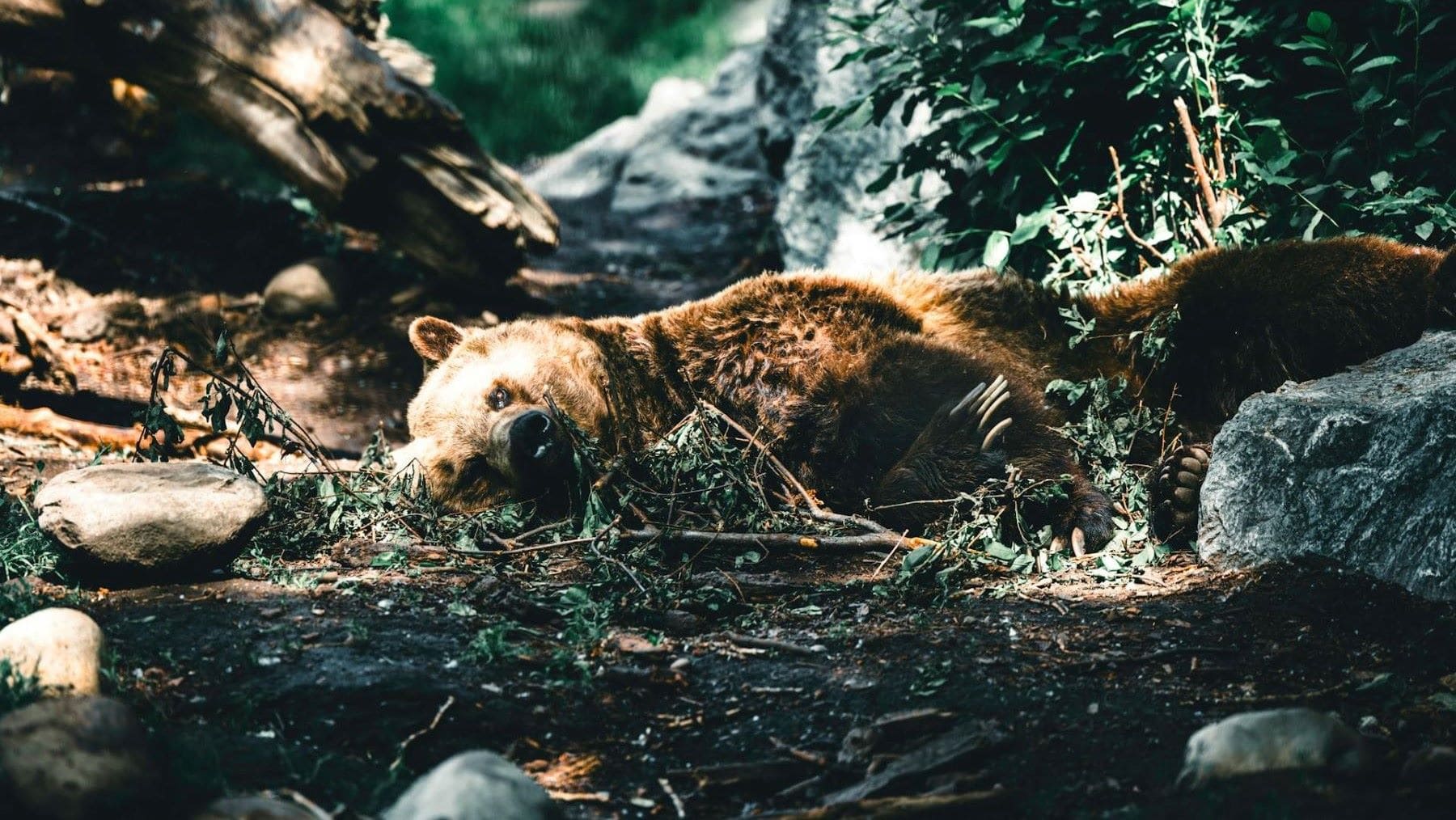 matanza de osos pardos en Rumanía en zona forestal europea