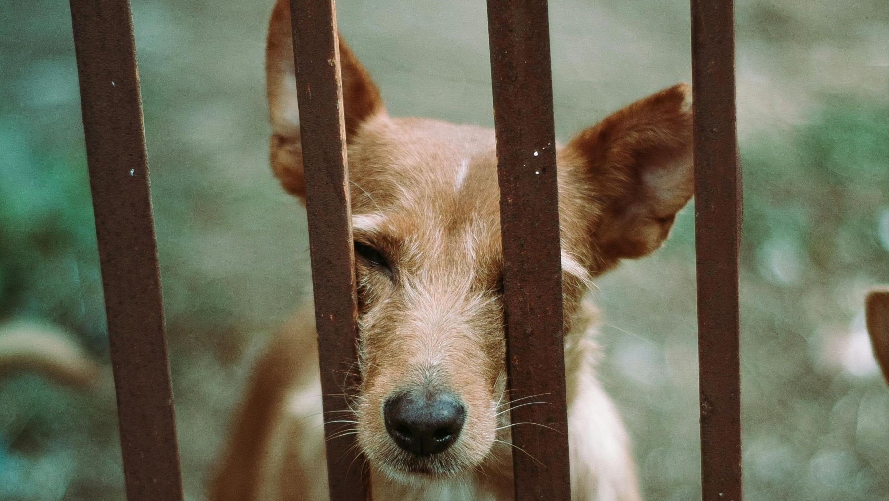 Día Mundial del Perro Sin Raza 2026
