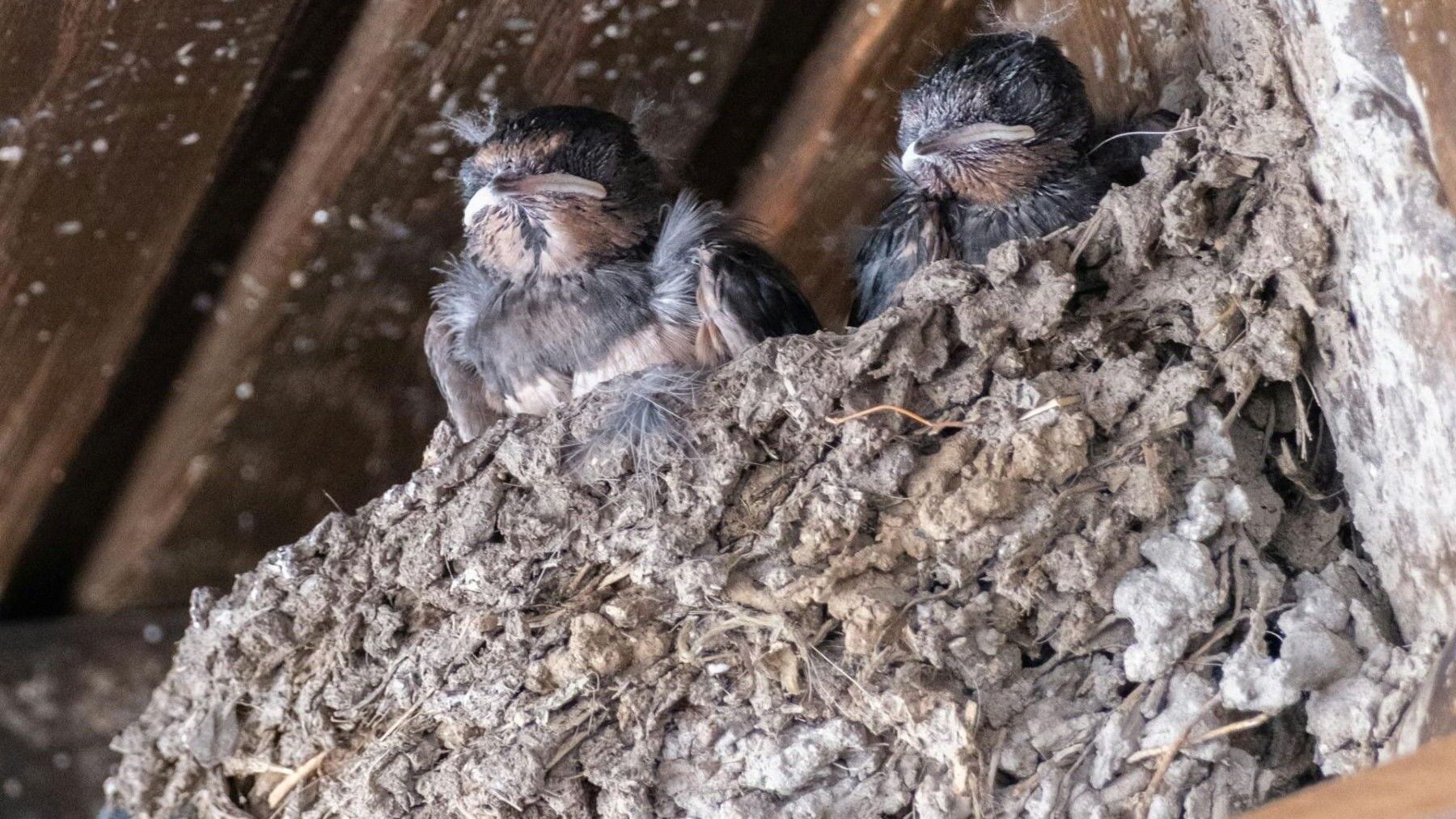 Destrucción de nidos de aves y pérdida de biodiversidad urbana