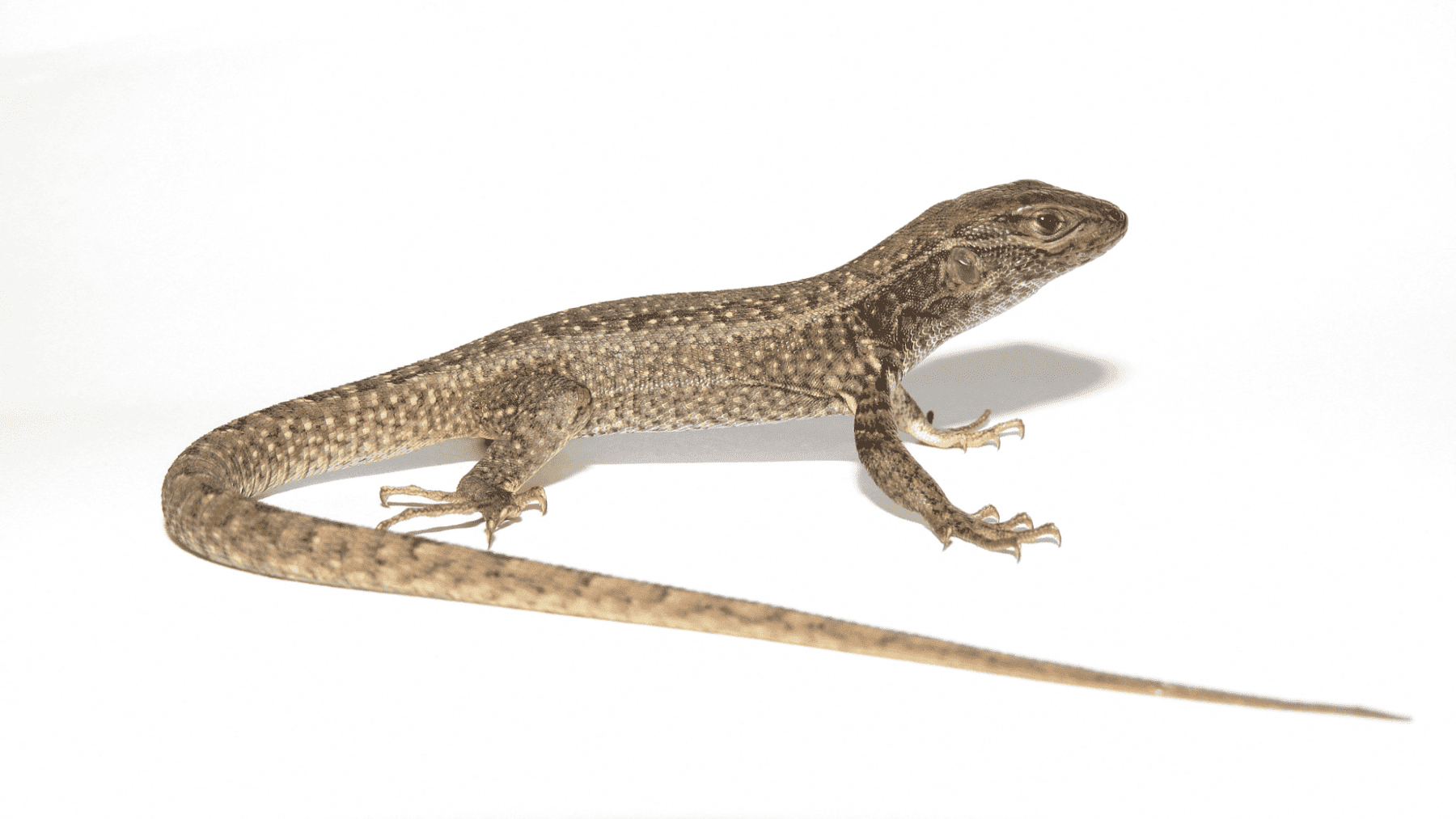 Nueva especie de lagartija descubierta en los Andes peruanos