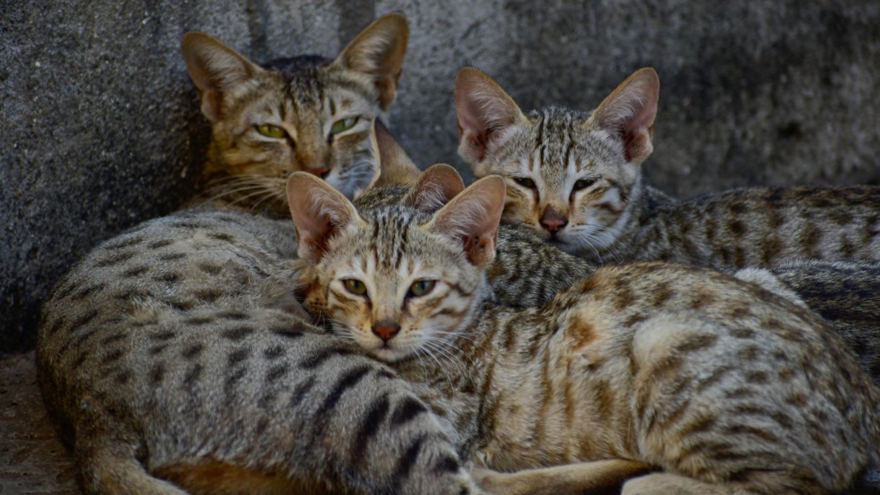 Protección animal en España